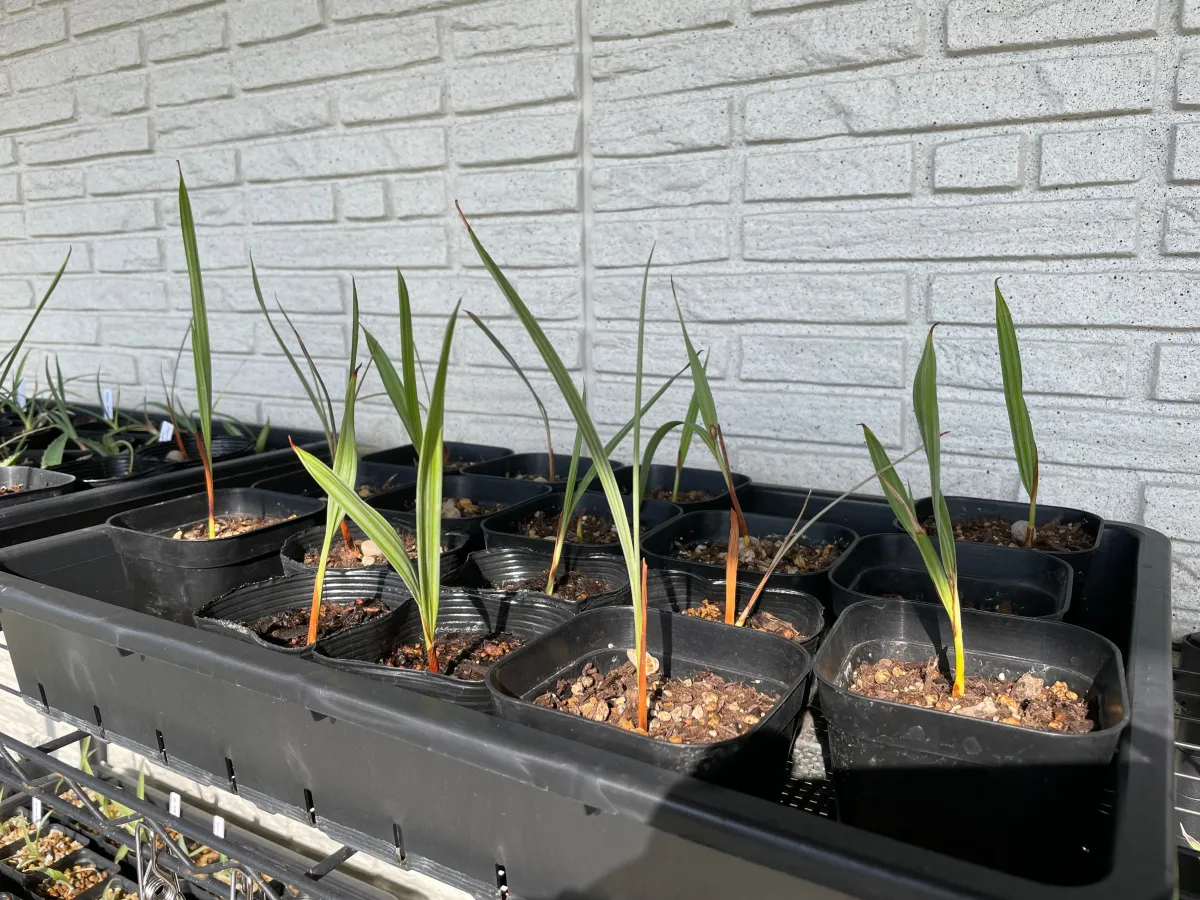 Brahea armata (ブラヘア アルマータ)