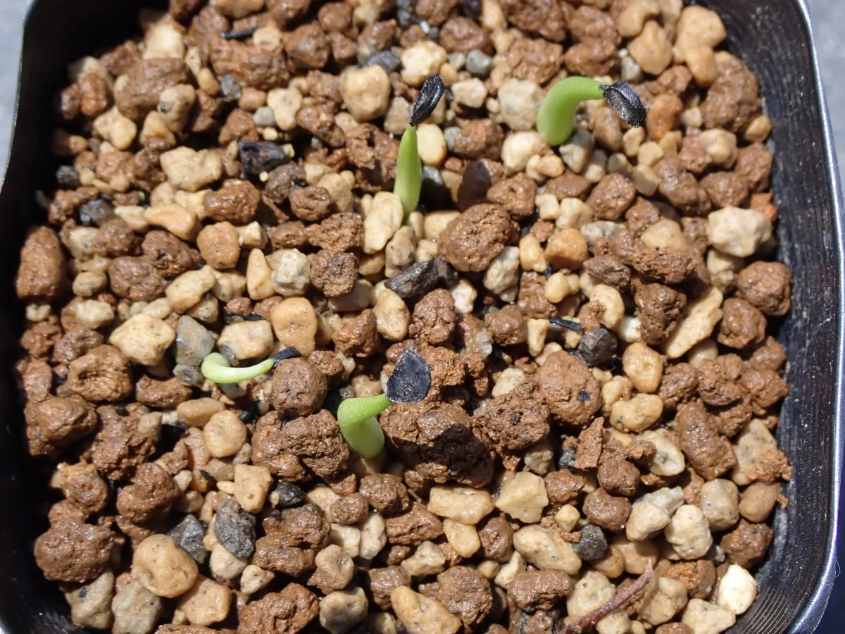 Agave difformis 'Azul' (アガベ ディフォルミス アズール)