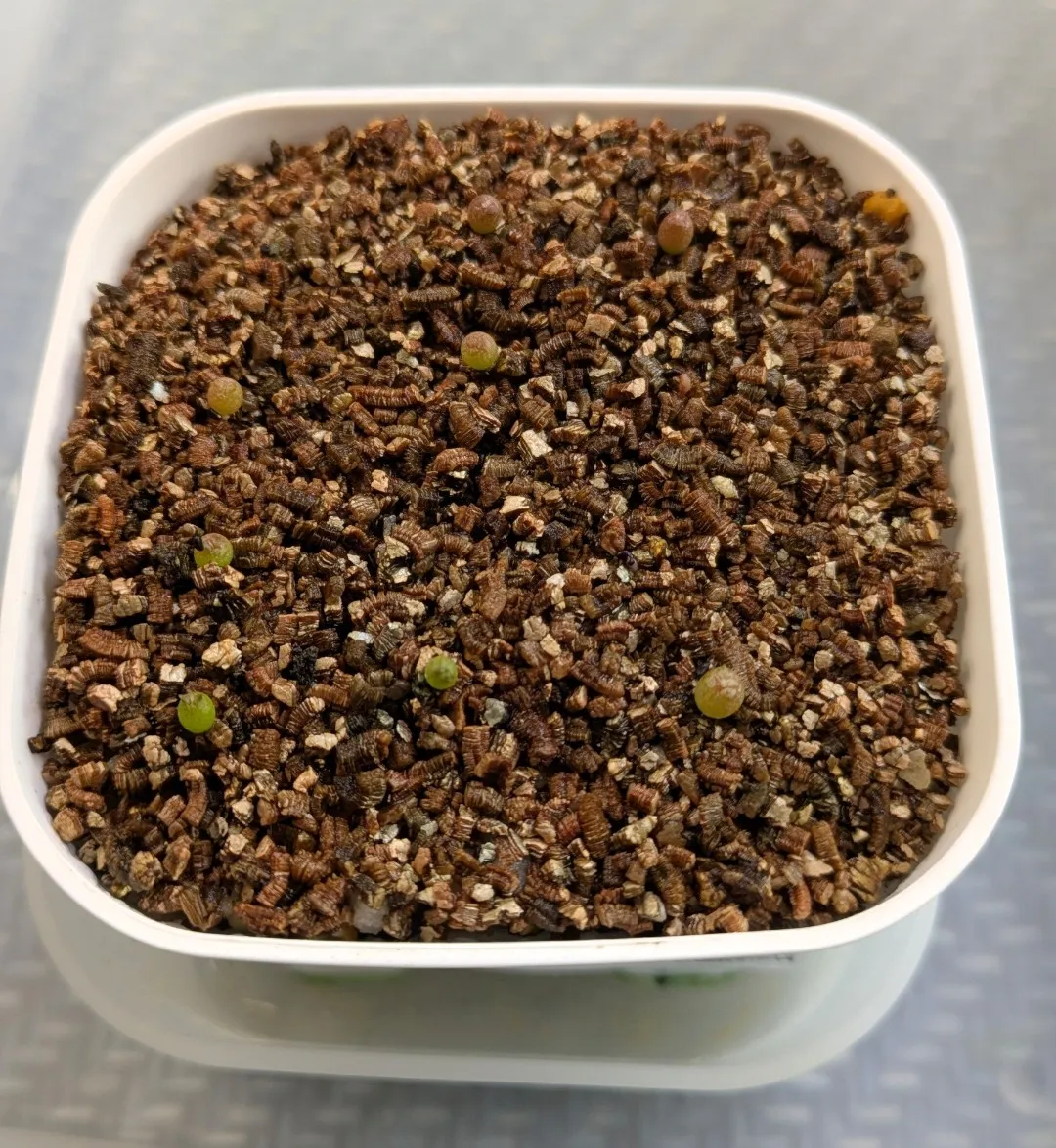 Ferocactus latispinus (フェロカクタス ラティスピナス 日の出丸)