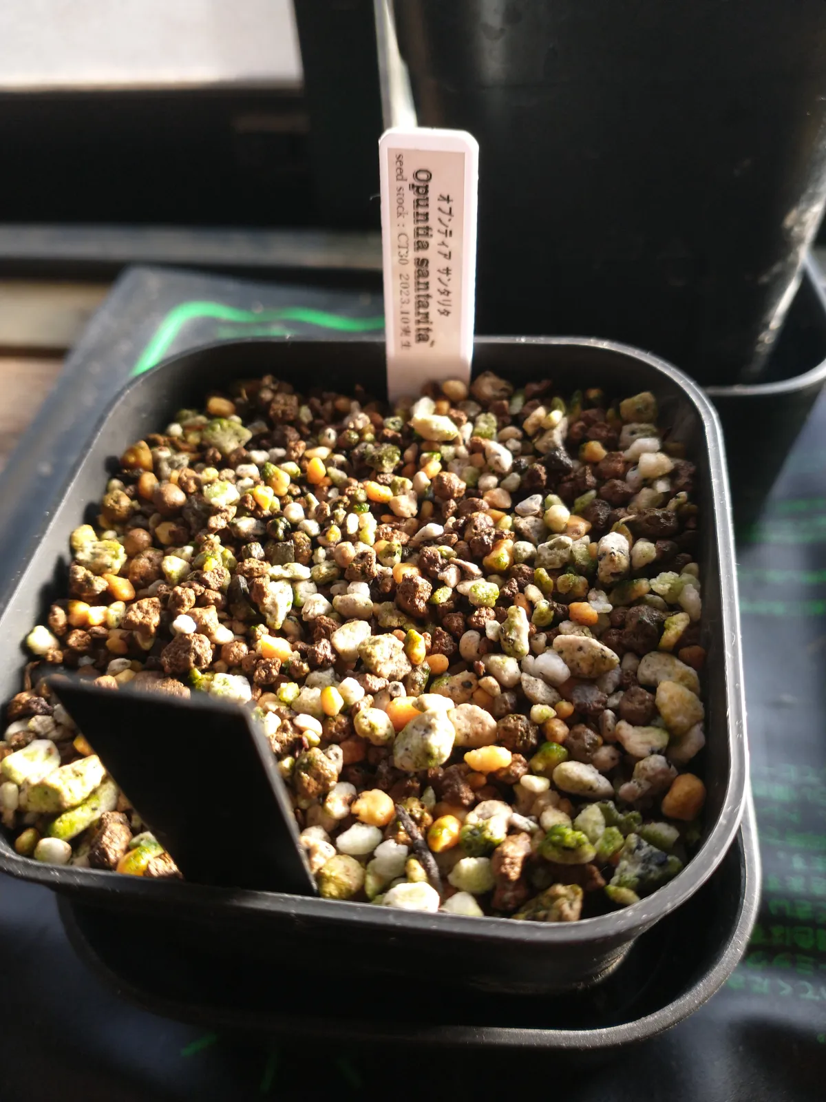 Opuntia santarita var. santa-rita (オプンティア サンタリタ)