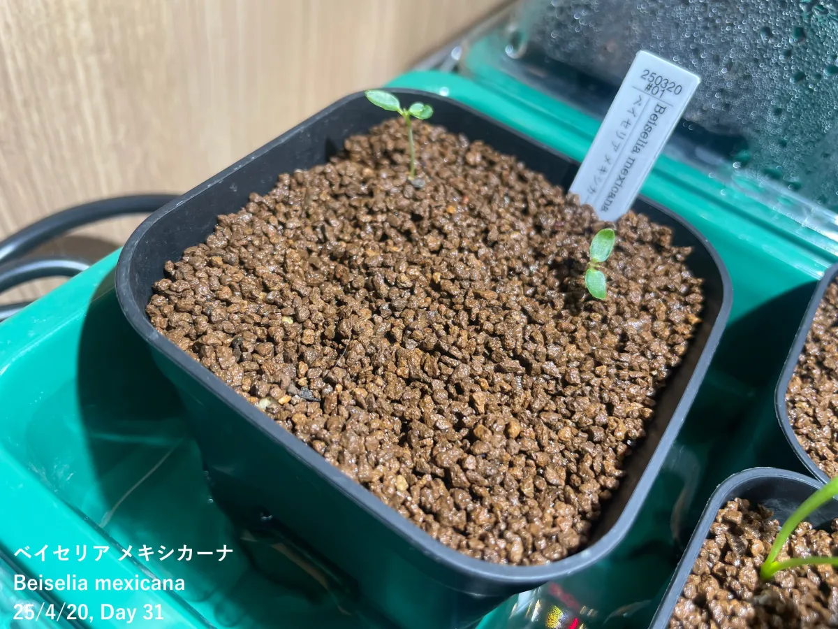 Beiselia mexicana (ベイセリア メキシカーナ)