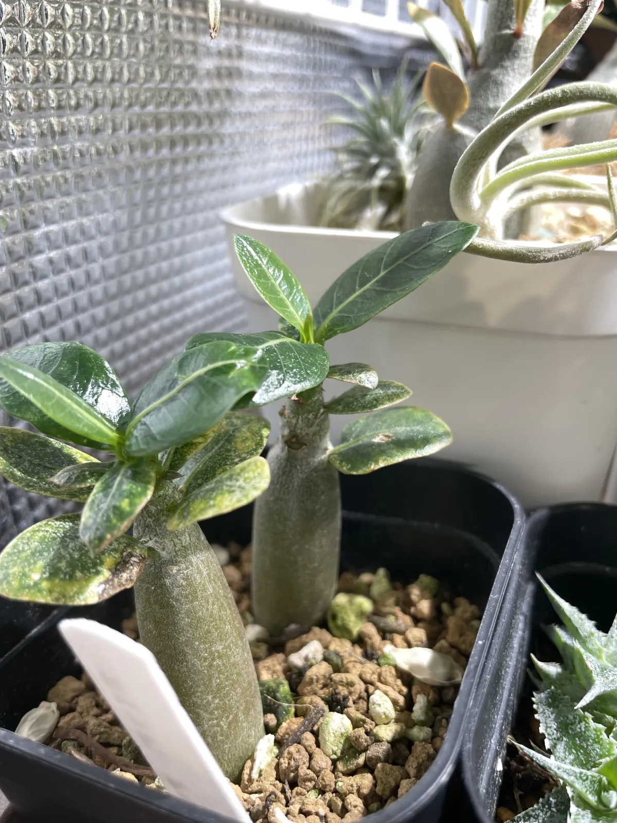 Adenium arabicum (アデニウム エイリアン)