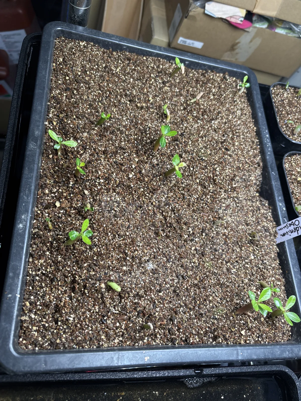 Adenium obesum (アデニウム オベスム)