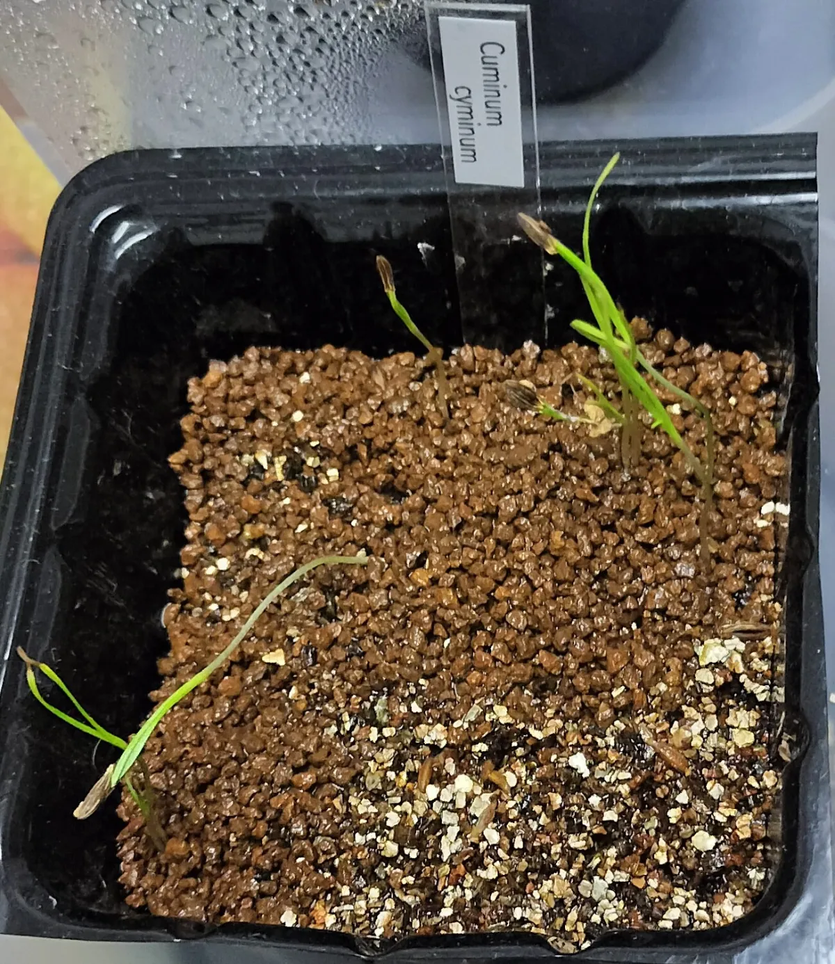 Cuminum cyminum (クミンシード)