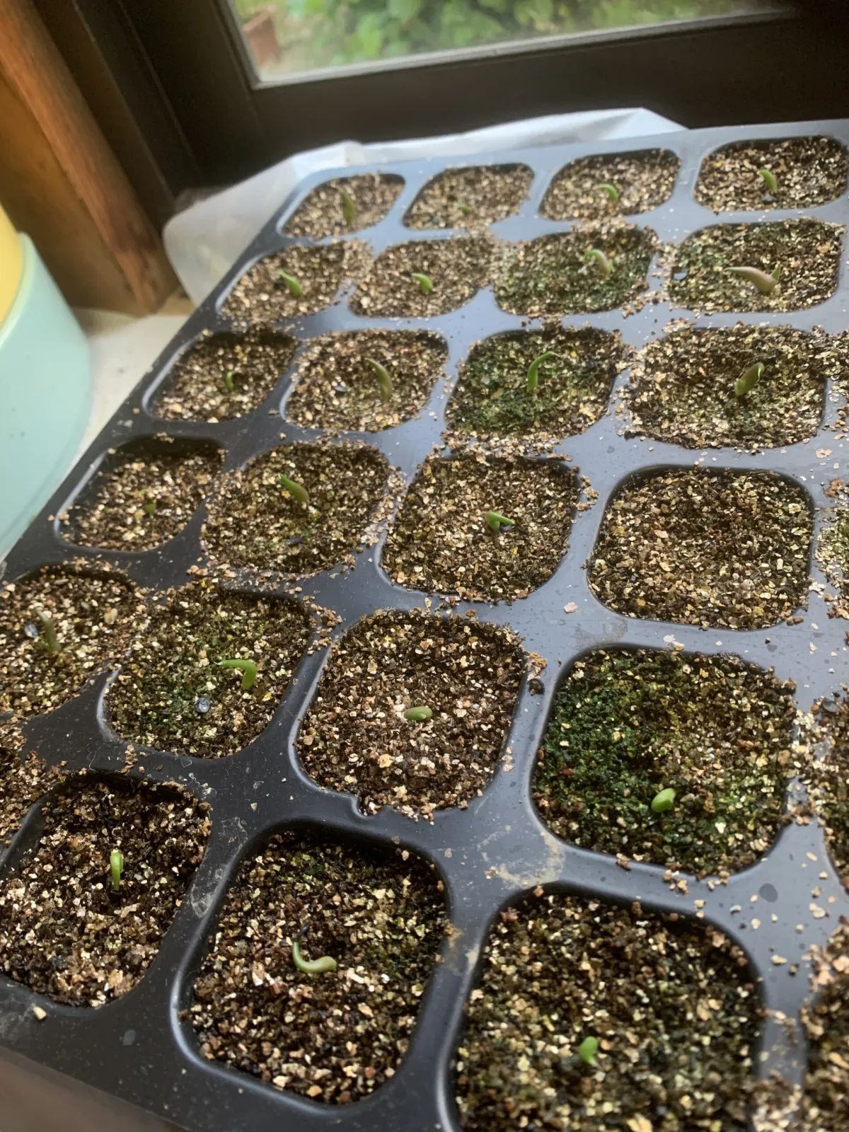 Agave titanota 'Blue' (アガベ チタノタブルー)