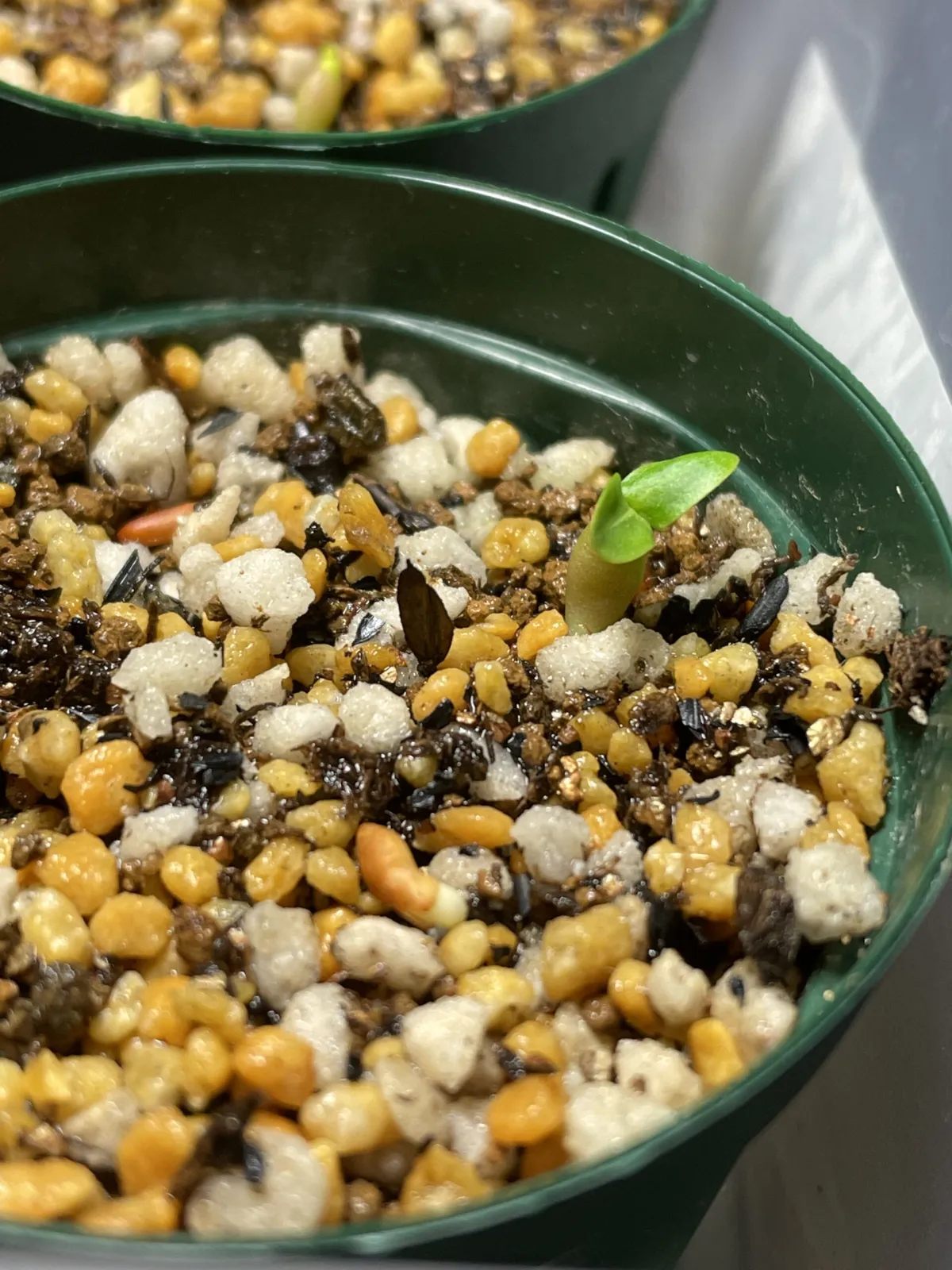 Pachypodium rosulatum var. gracilius (パキポディウム グラキリス)