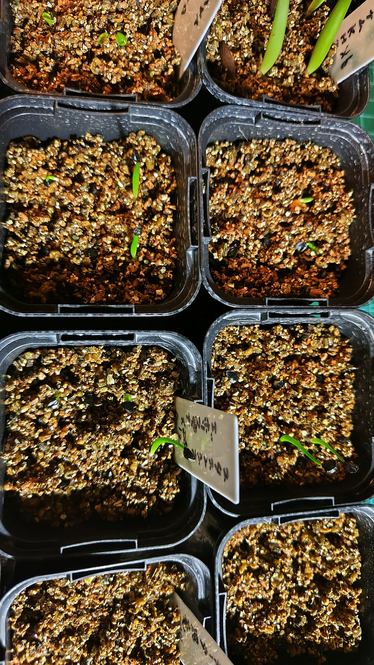 Agave utahensis var. eborispina (アガベ エボリスピナ)