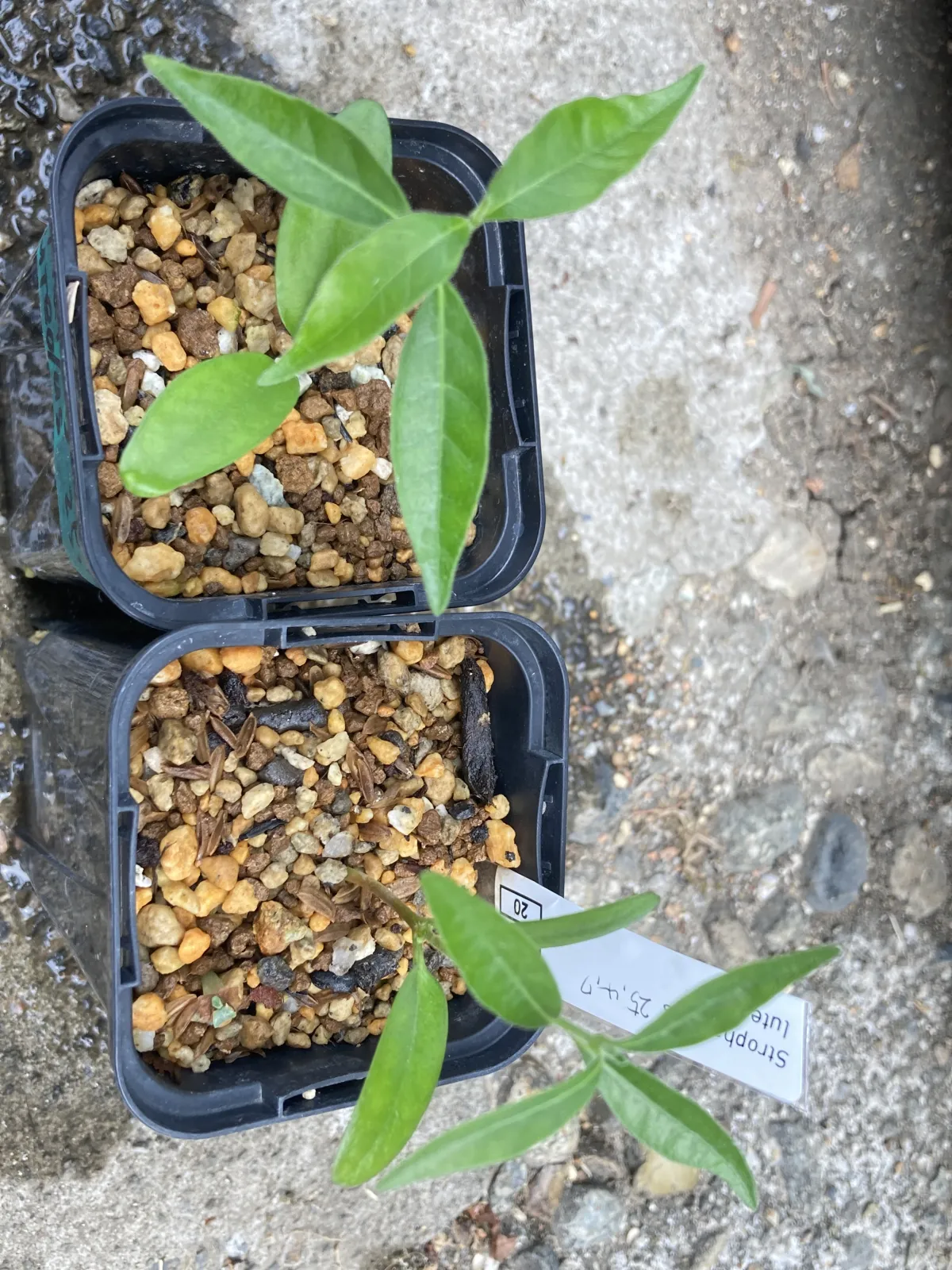 Strophanthus luteolus (ストロファンサス ルテオラス)