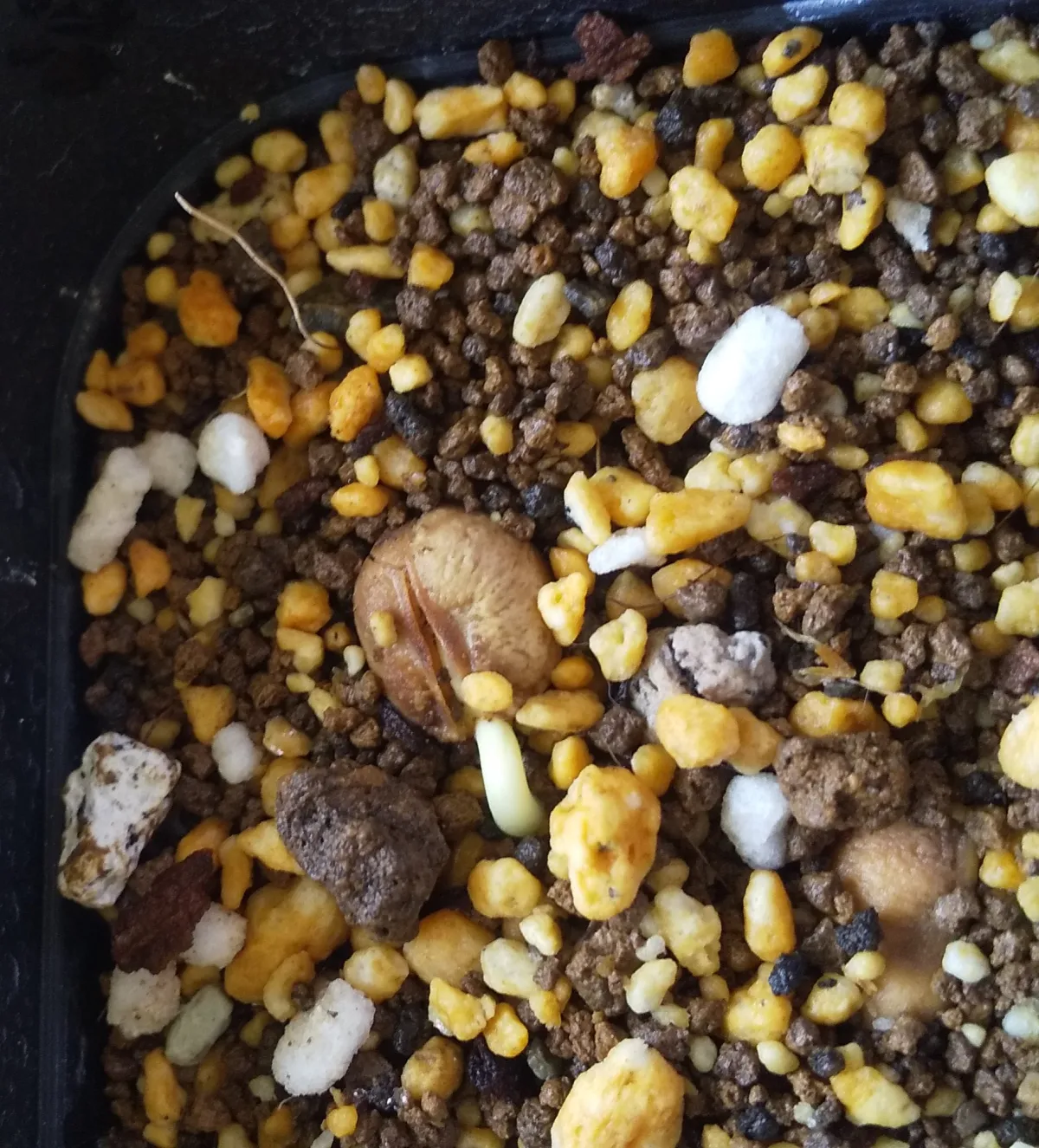 Cyphostemma elephantopus (キフォステンマ エレファントプス)