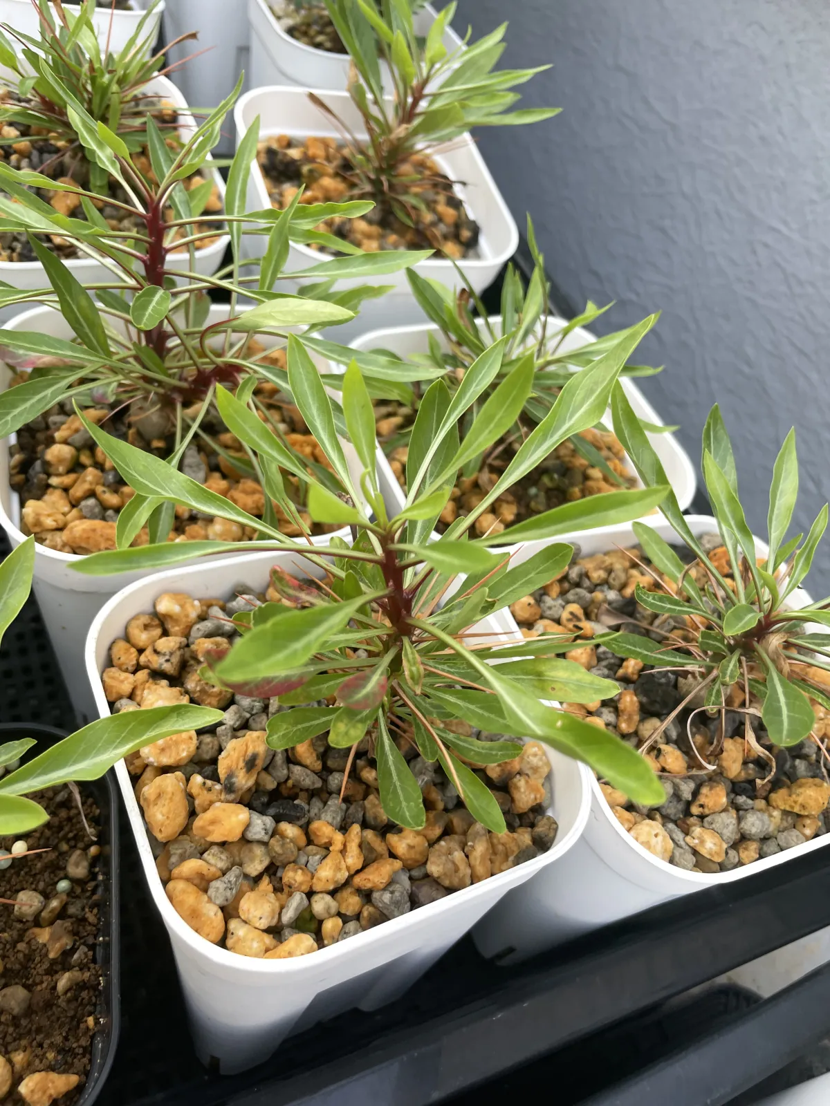 Fouquieria purpusii (フォークイエリア プルプシー)