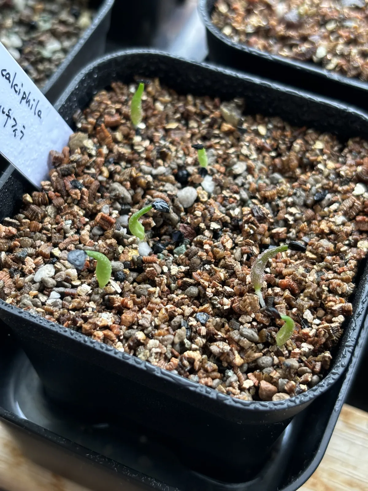 Agave calciphila (アガベ カルチフィラ)