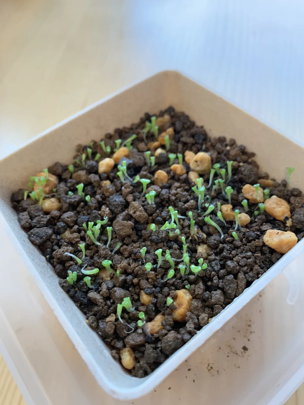 Lithops Mix (リトープス ミックス)