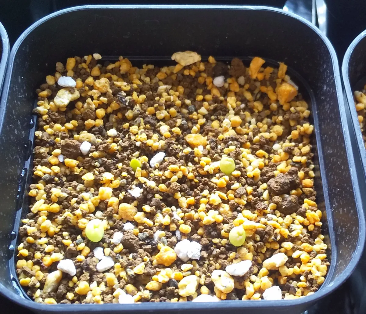 Pseudolithos migiurtinus (セドウリトス ミギウルティナス)