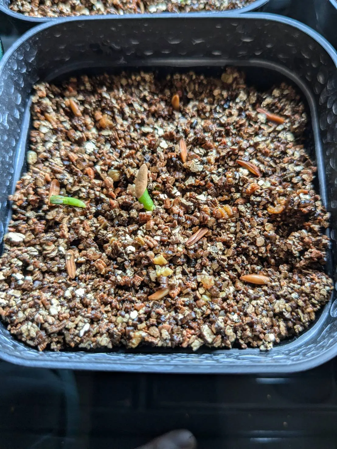 [無料種子] 発芽難 パキポディウム グラキリス　 Pachypodium rosulatum var. gracilius