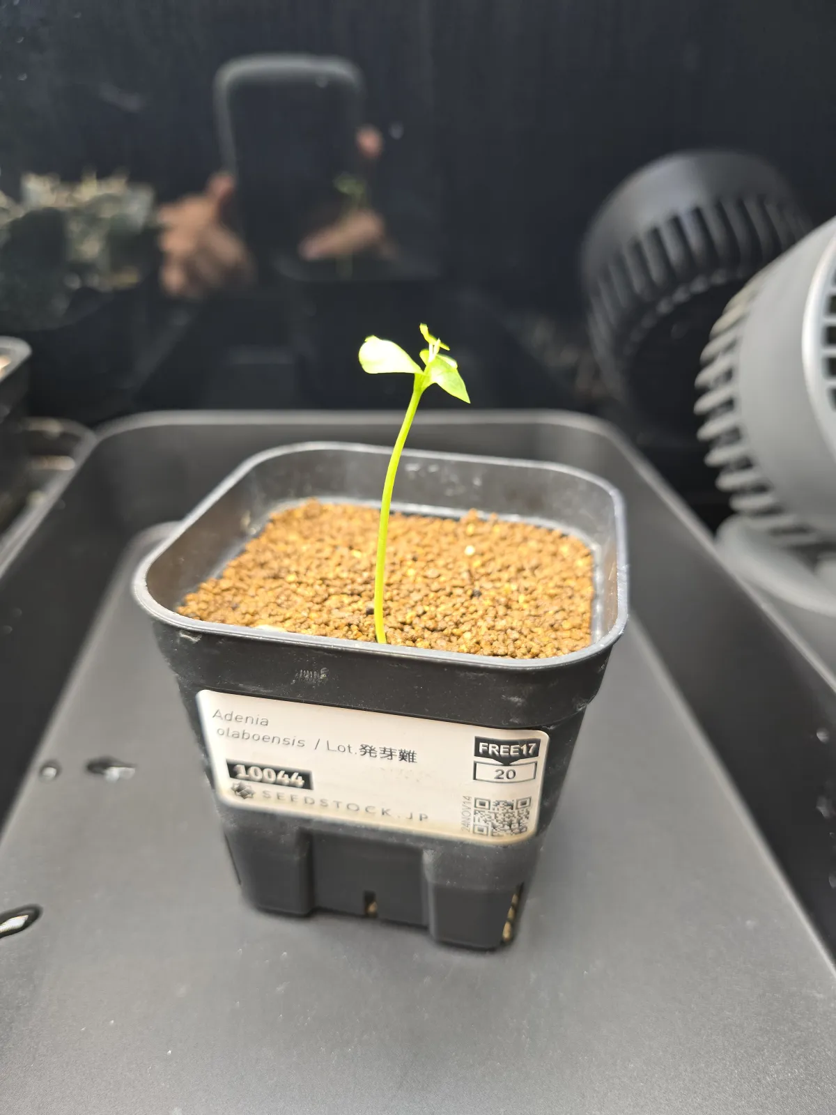 [発芽チャレンジ] アデニア オラボエンシス Adenia olaboensis 発芽難