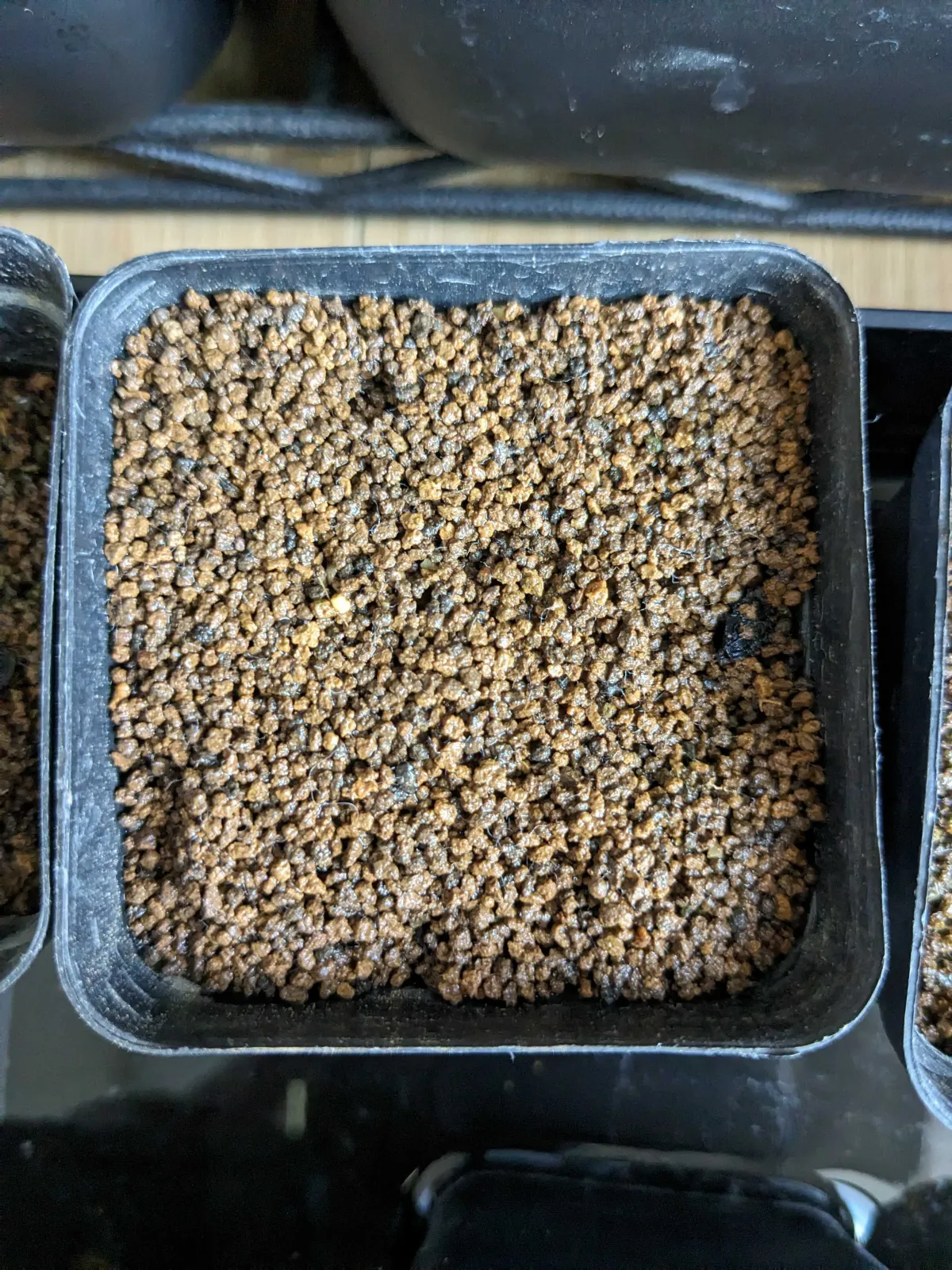 Uncarina roeoesliana (ウンカリーナ ルーズリアナ)