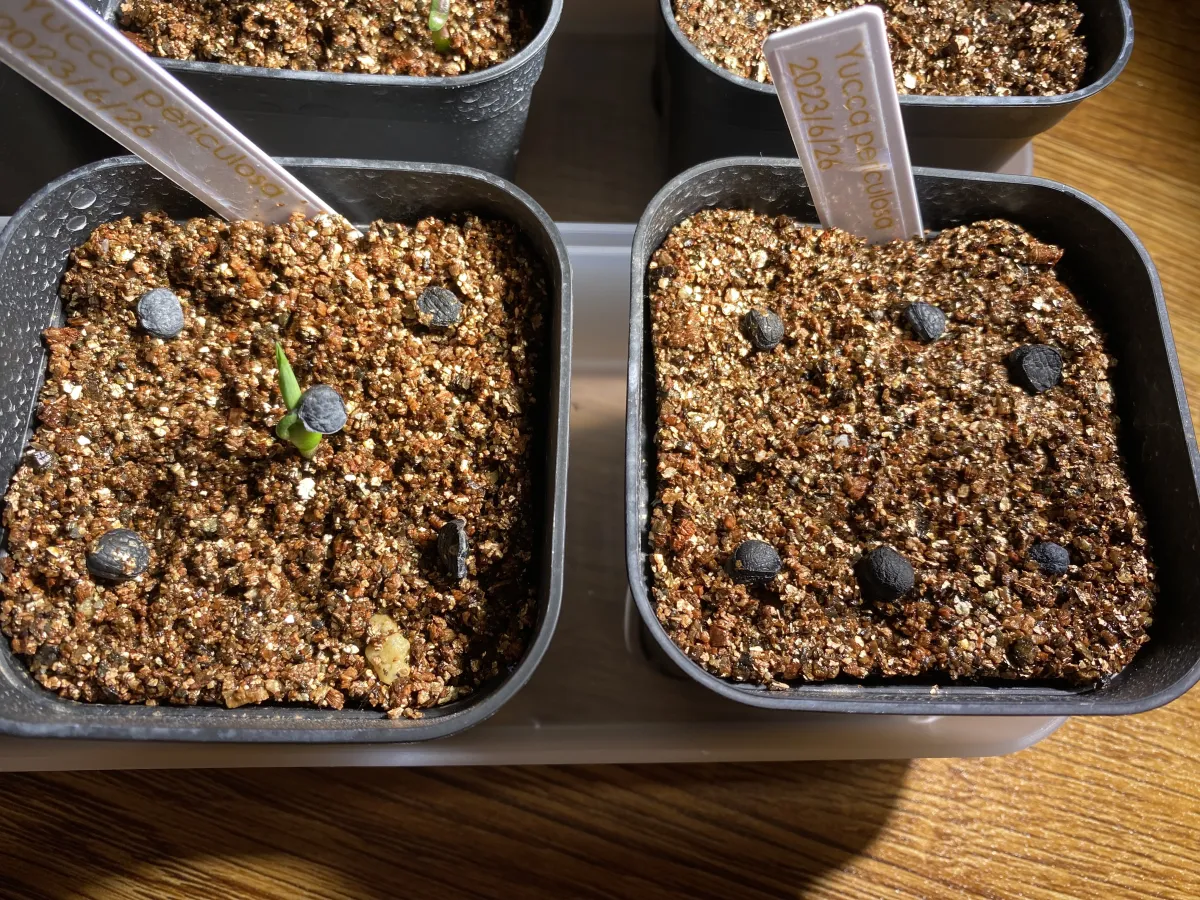 Yucca periculosa (ユッカ ペリクローサ)