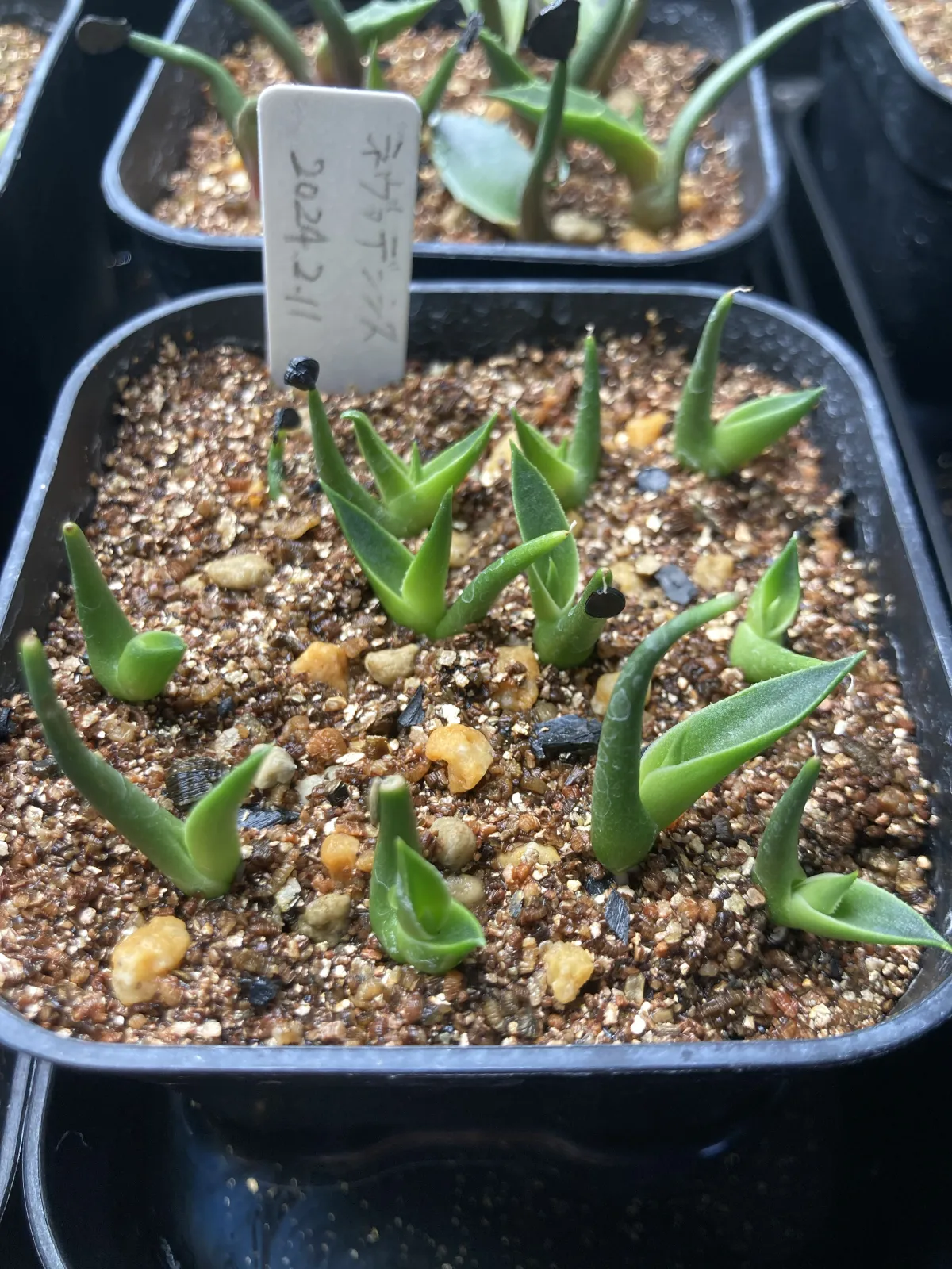 Agave utahensis var. nevadensis (アガベ ユタエンシス ネヴァデンシス)