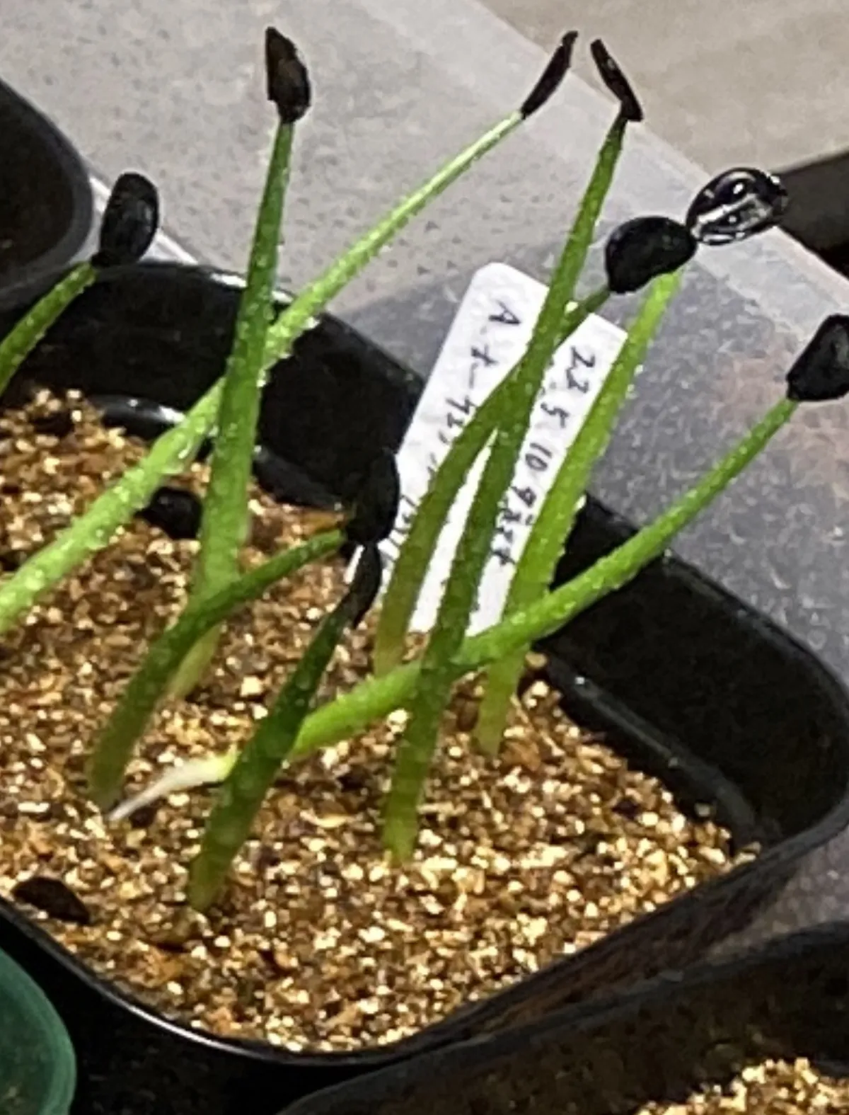 Agave parryi var. huachucensis 'Wakefield' (アガベ パリー ウェイクフィールド)