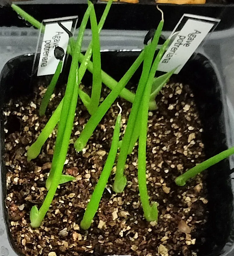 Agave potreriana (アガベ ポトレリアナ)