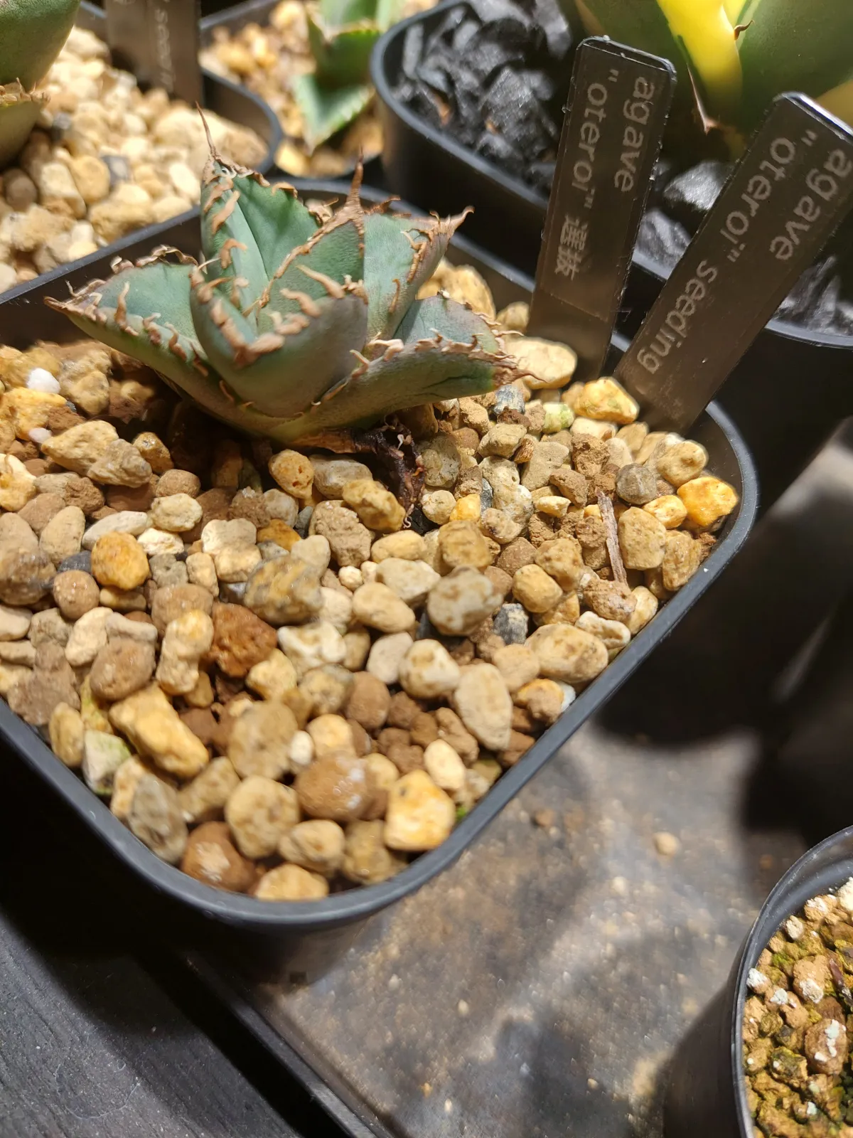 Agave oteroi (アガベ オテロイ)