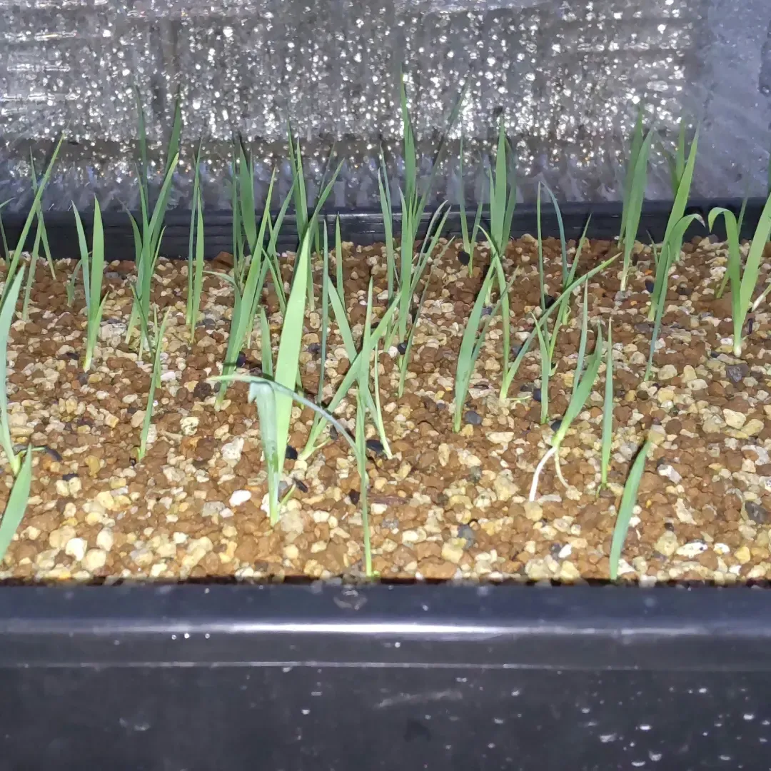 Yucca thompsoniana (ユッカ トンプソニアーナ)