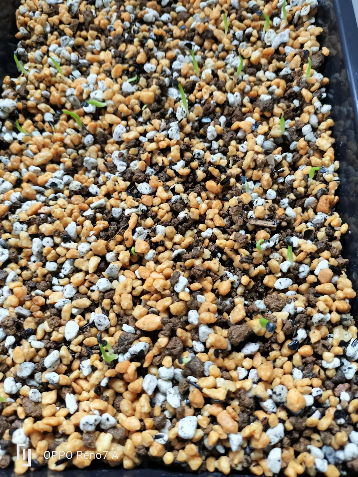 Agave titanota (アガベ チタノタ ドワーフ)