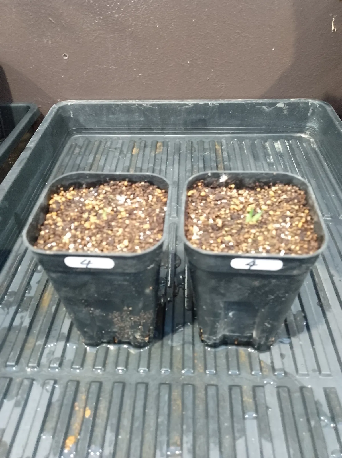 Agave titanota (アガベ チタノタ ドワーフ)