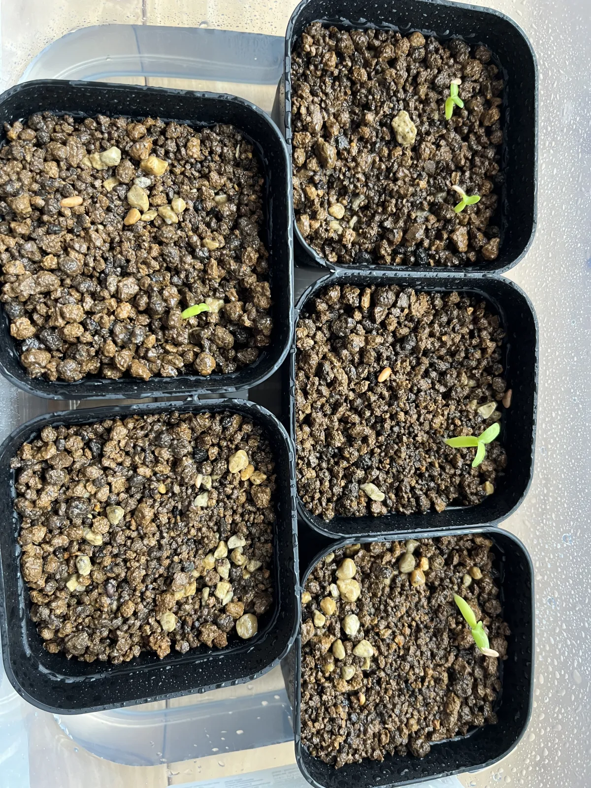 Pachypodium rosulatum subsp. makayense (パキポディウム マカイエンセ)