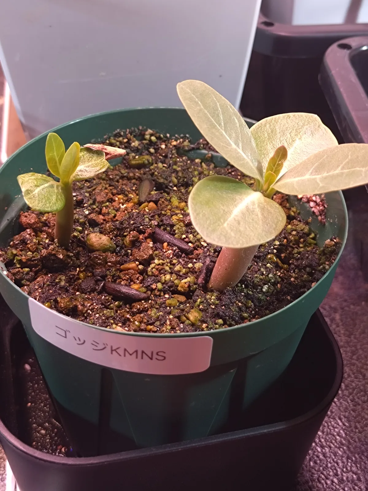 Adenium arabicum (アデニウム アラビカムゴッジ)