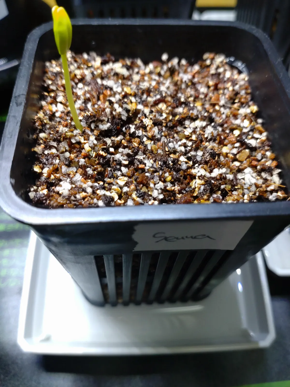 Senna meridionalis (センナ メリディオナリス)