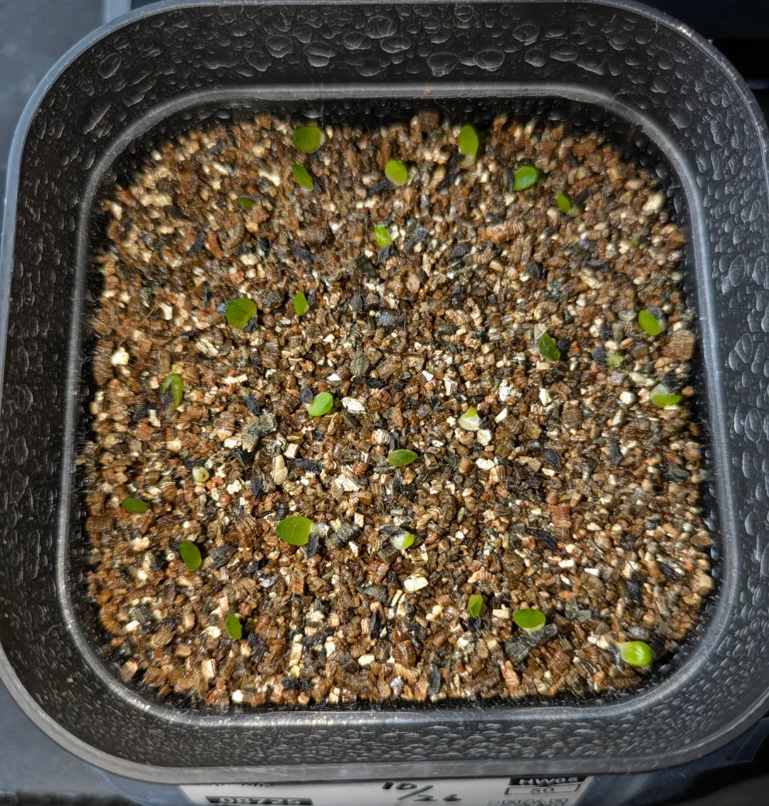 Haworthia Haworthia  ssp. Mix ssp. Mix (ハオルチア ミックス)