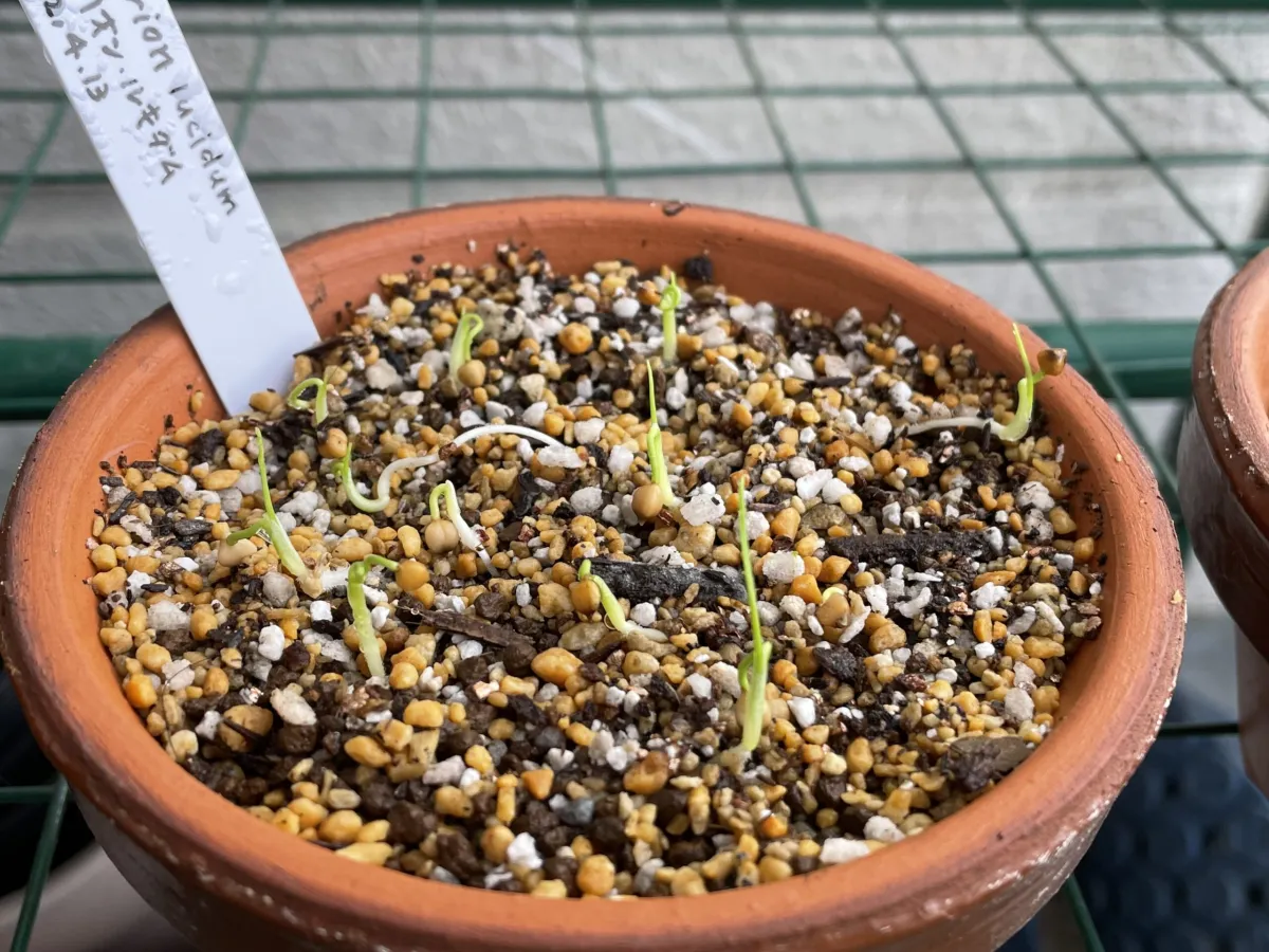 Dasylirion lucidum (ダシリリオン ルキダム)