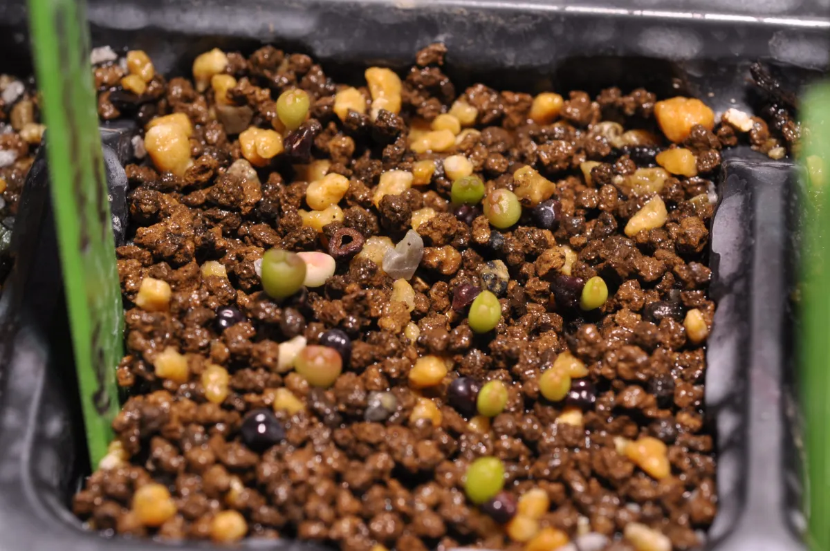 Astrophytum asterias var. nudum (アストロフィツム 瑠璃兜)