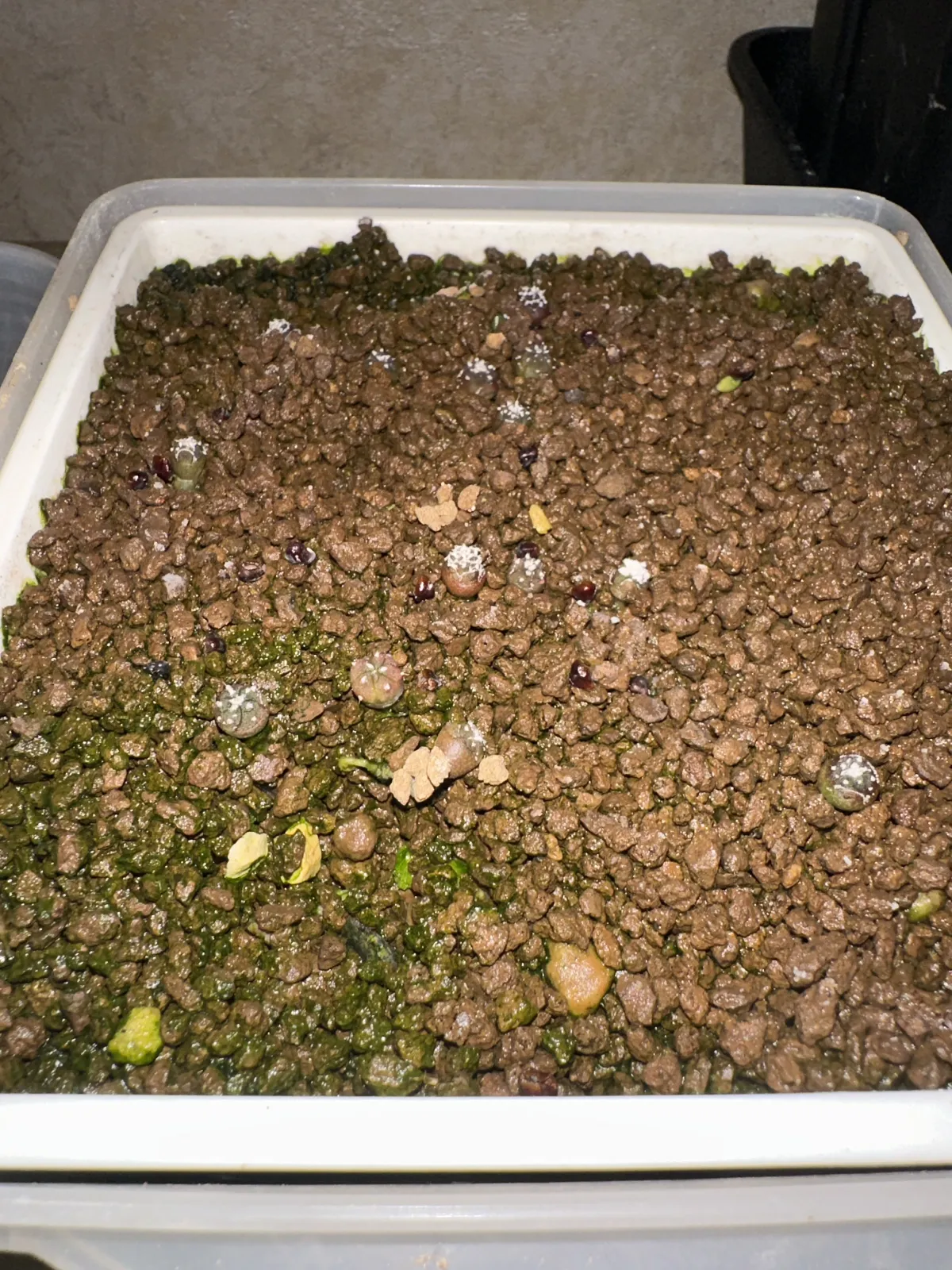 Astrophytum asterias (アストロフィツム スーパー兜)