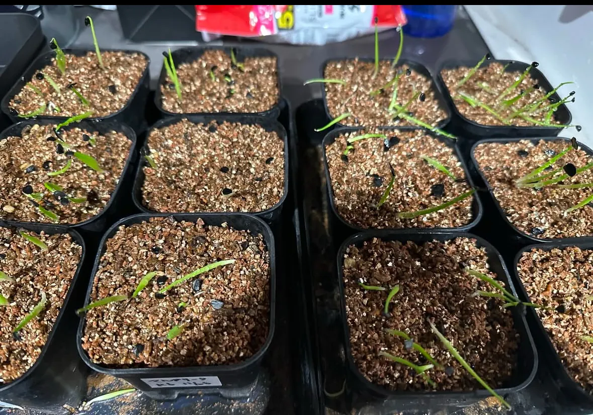 Agave margaritae (アガベ マルガリータ)