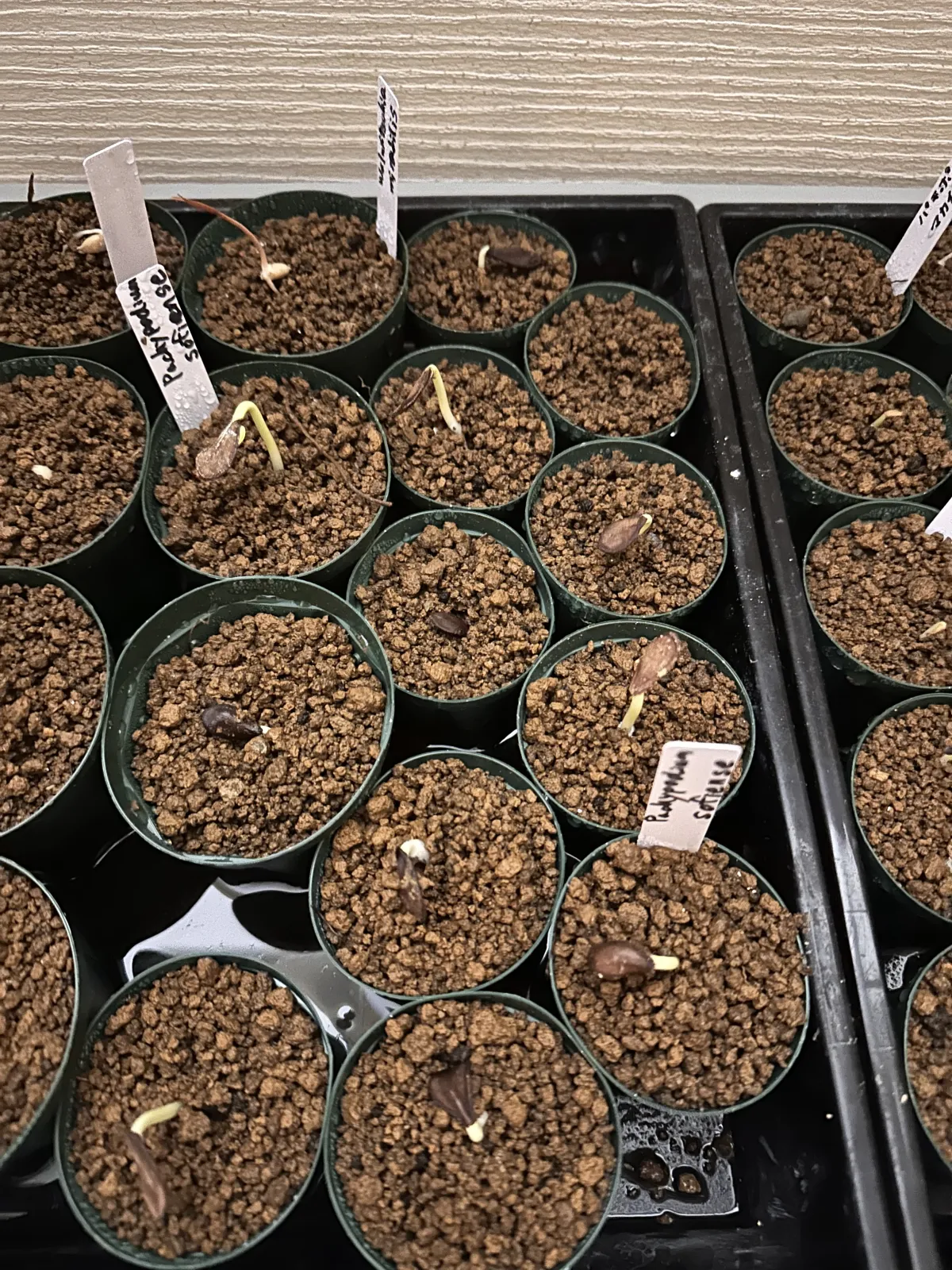 Pachypodium sofiense (パキポディウム ソフィエンセ)