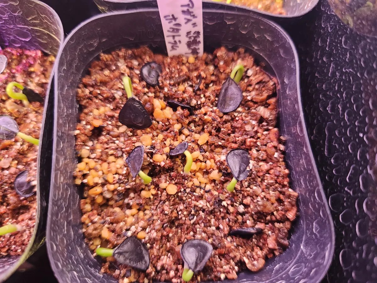 Agave potatorum Dwarf (アガベ ポタトラムドワーフ)