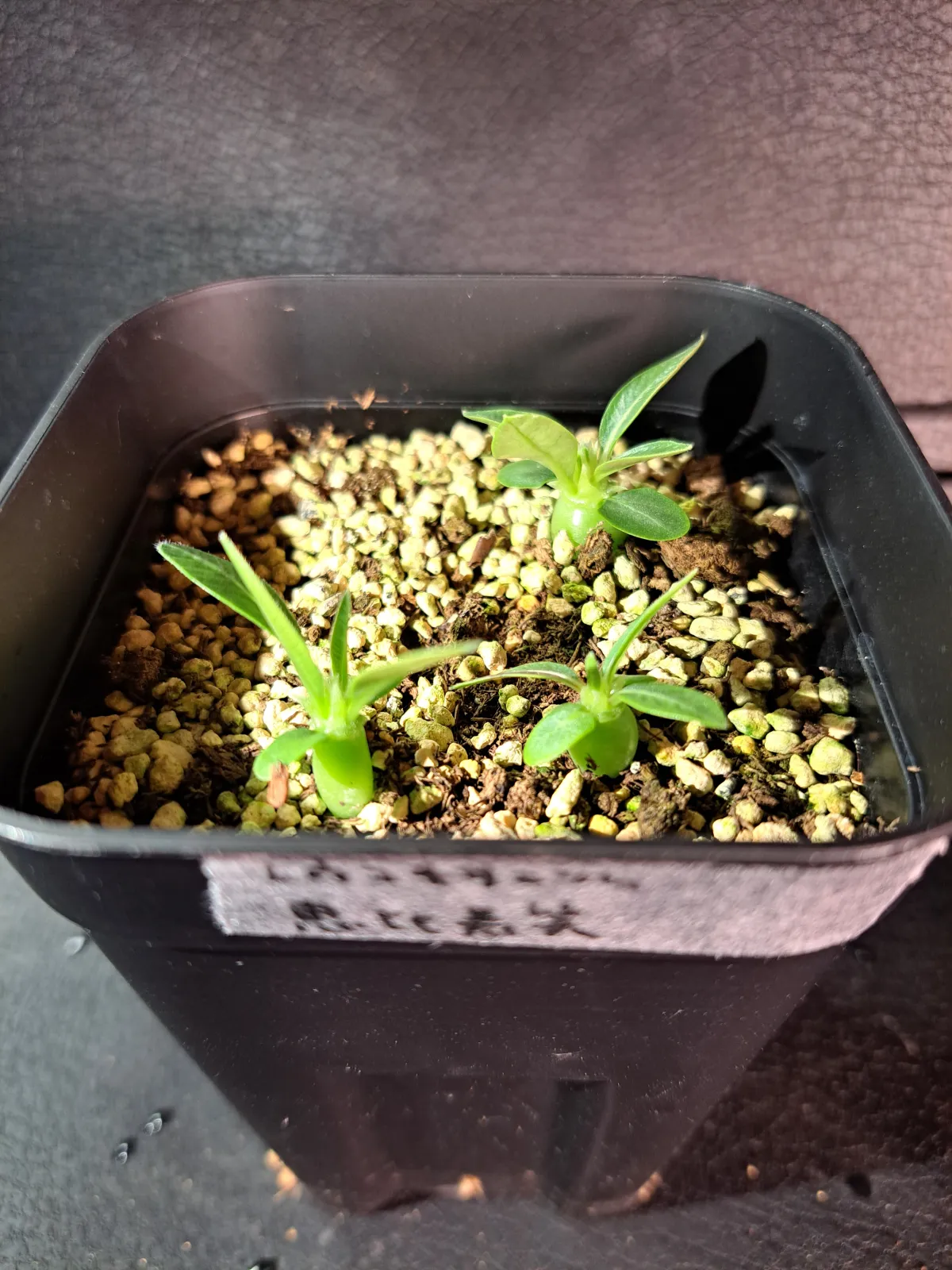 Pachypodium brevicaule subsp. leucoxanthum (パキポディウム レウコキサンツム)