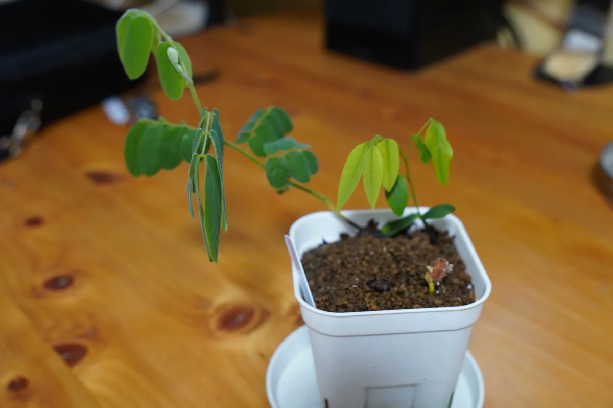 Cassia bakeriana (カッシア バケリアナ)