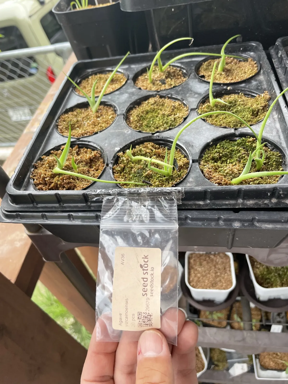 Agave vizcainoensis (アガベ ビスカイノエンシス)