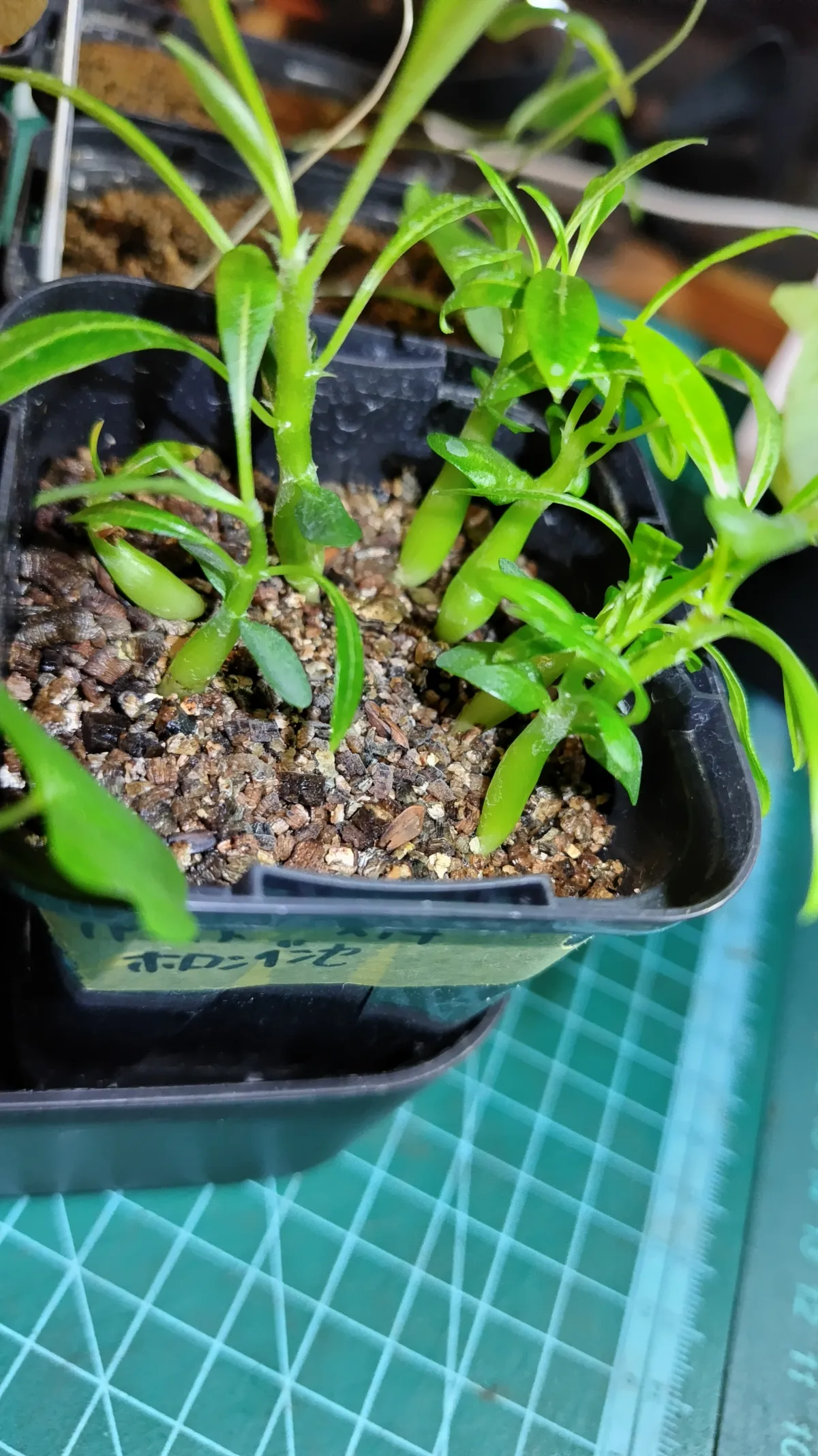 Pachypodium horombense (パキポディウム ホロンベンセ)