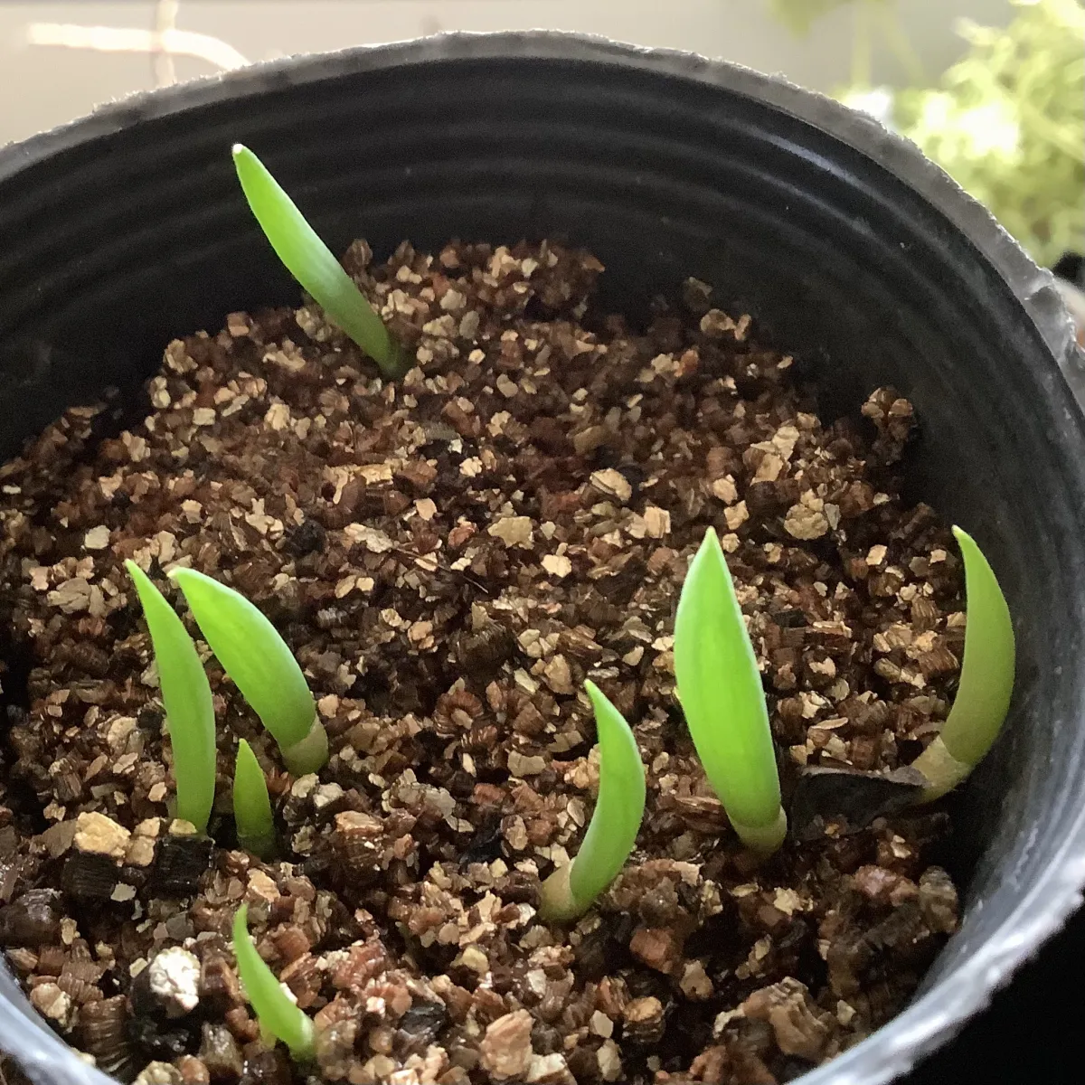 Kumara plicatilis (アロエ プリカティリス)