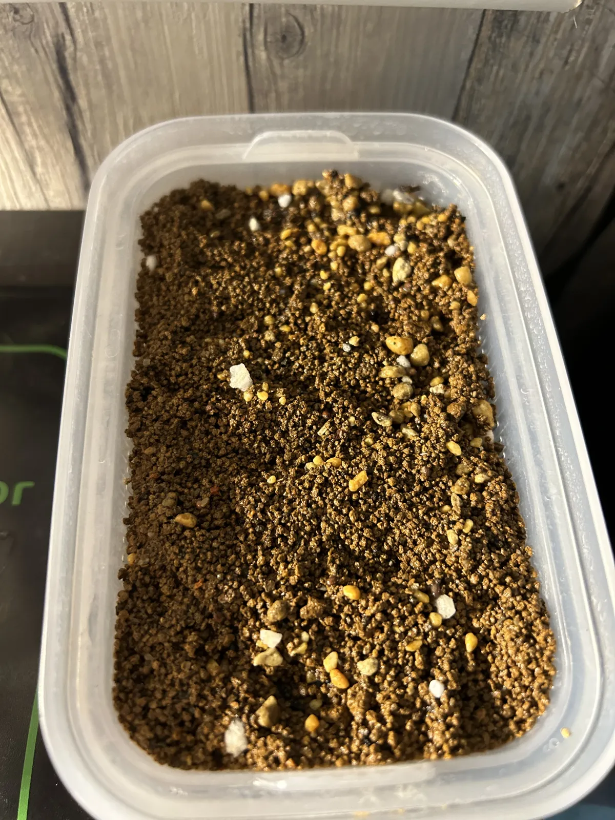 Euphorbia primulifolia var. begardii (ユーフォルビア ベガルディ)