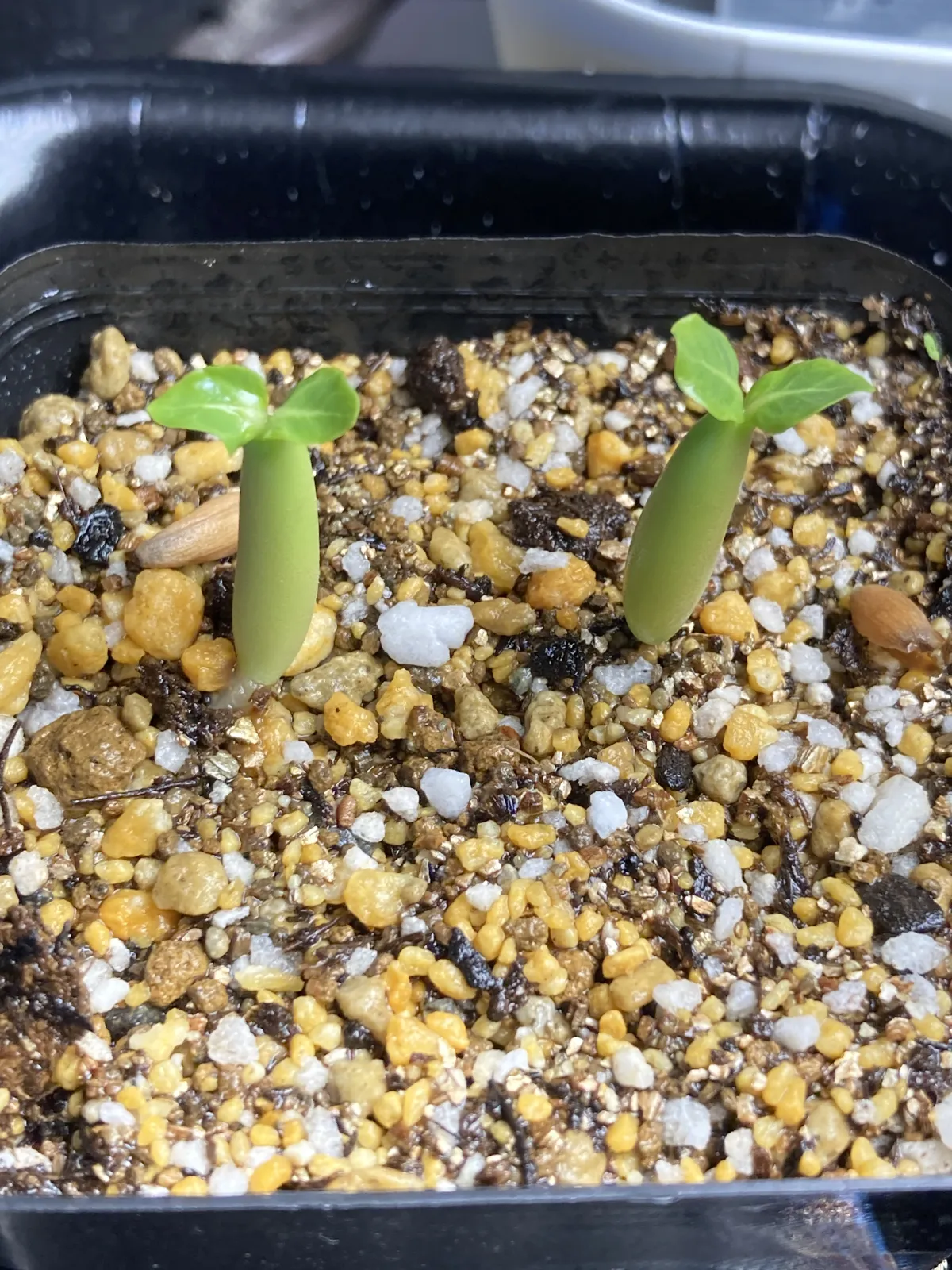 Adenium arabicum 'Godji Original' (アデニウム ゴッジオリジナル Godji Original)