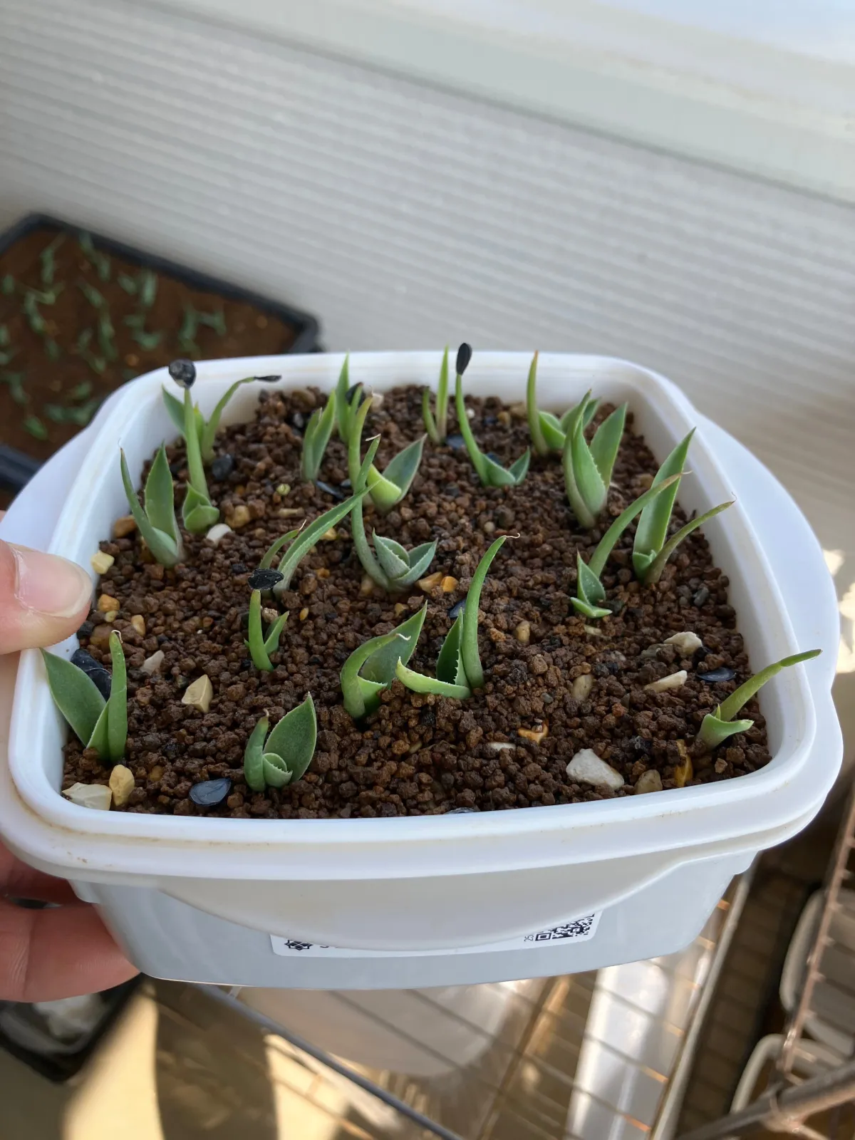 Agave potatorum Dwarf (アガベ ポタトラムドワーフ)