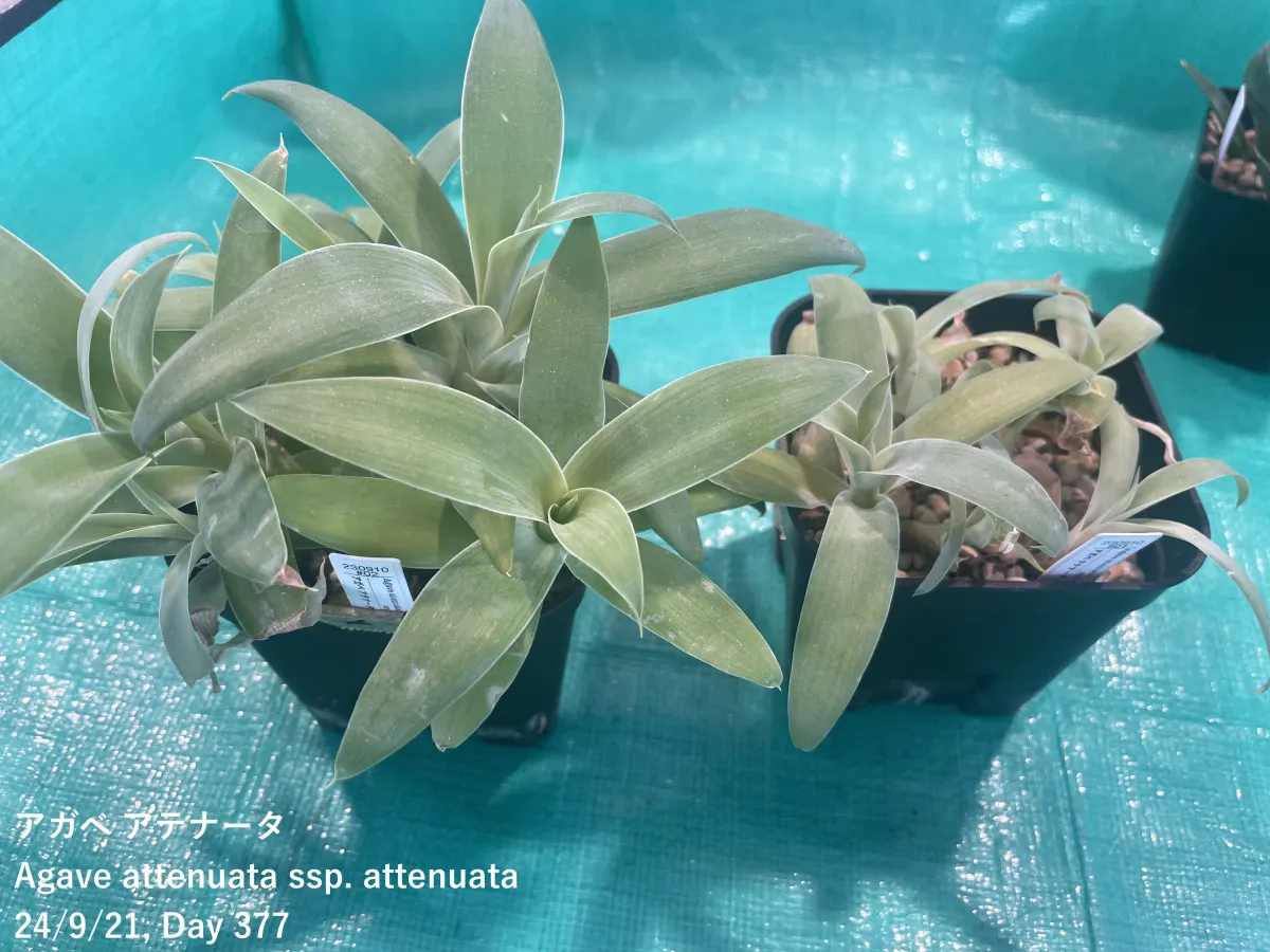 Agave attenuata (アガベ アテナータ 初緑)