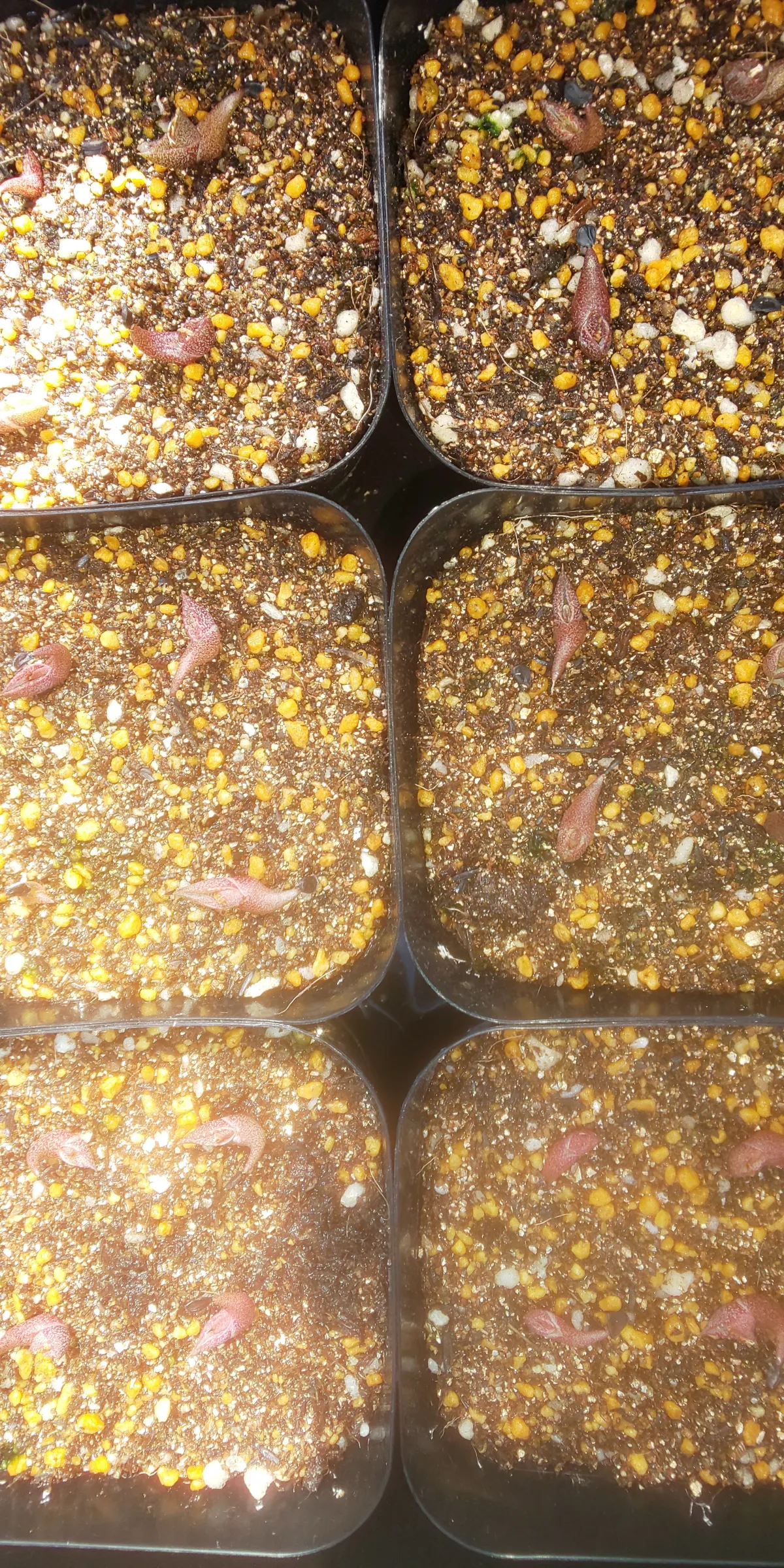 Agave oteroi (アガベ オテロイ)