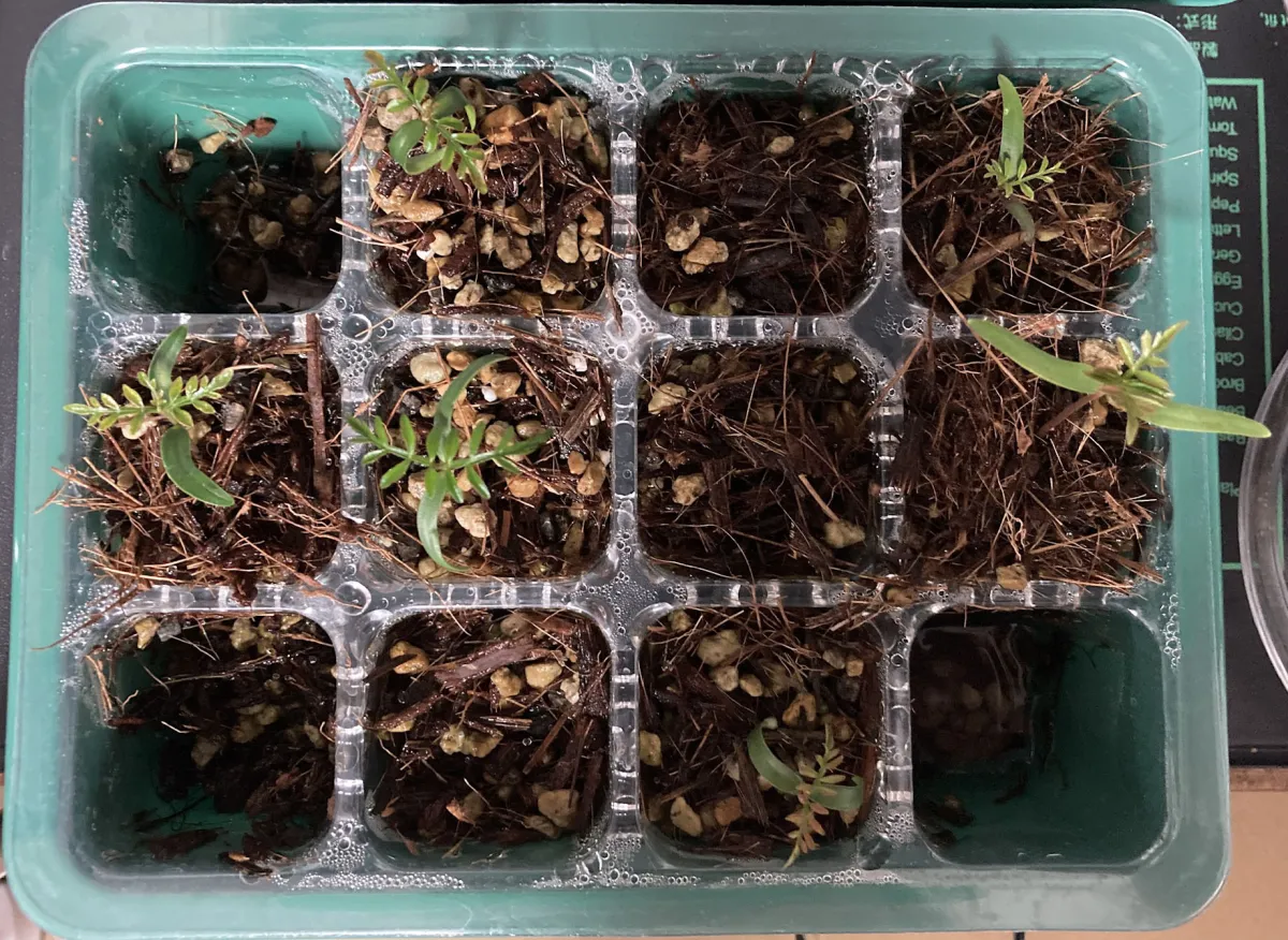 Operculicarya pachypus (オペルクリカリア パキプス)