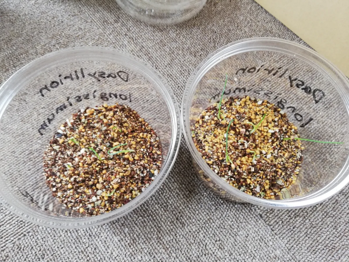 Dasylirion longissimum var. longissimum (ダシリリオン ロンギシマム)